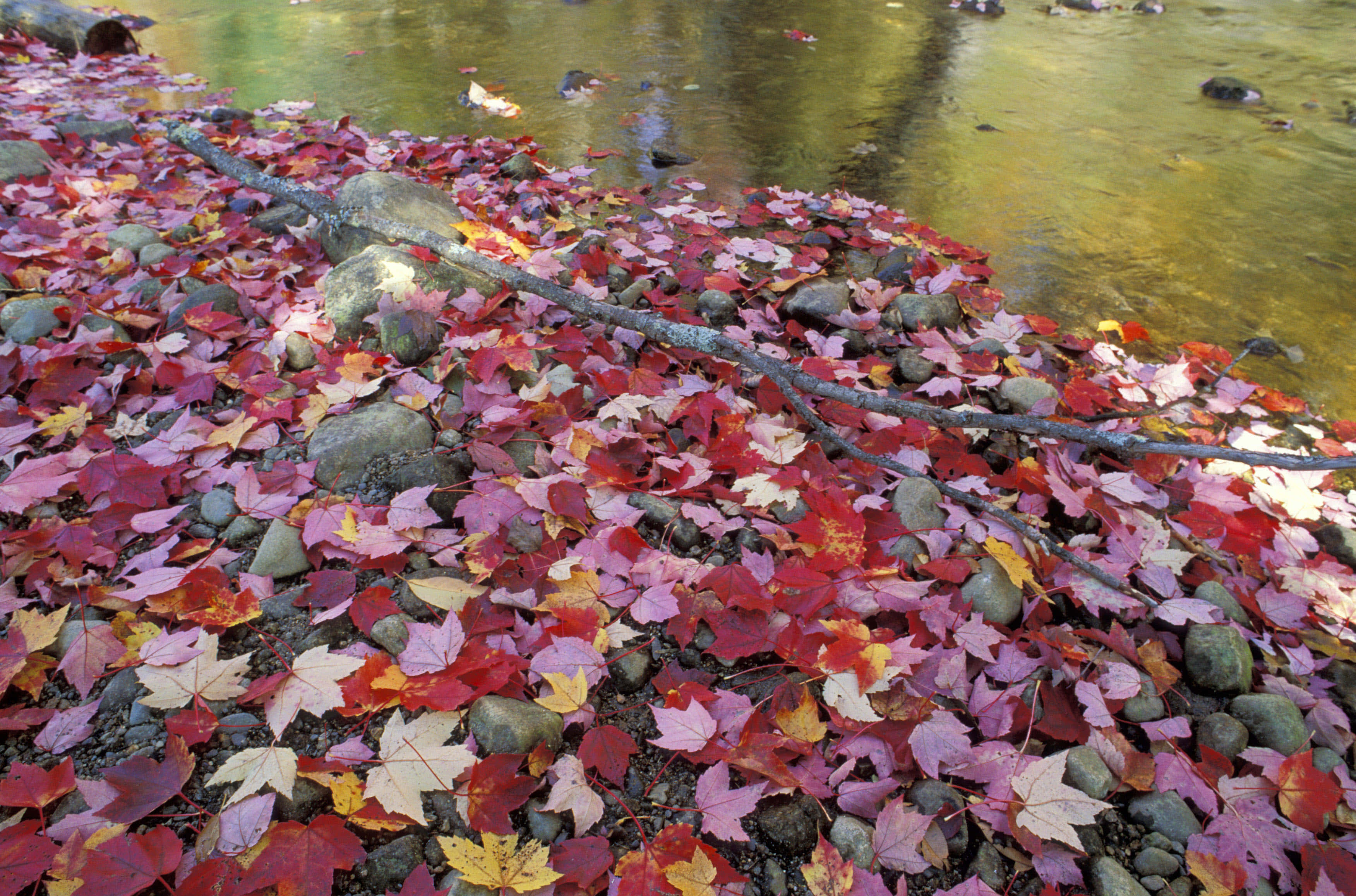 在公園漫步，慶祝秋日 壁紙 — 鮮豔的紅色、粉紅色和黃色楓葉覆蓋著岩石河岸，旁邊是清澈流淌的溪水。