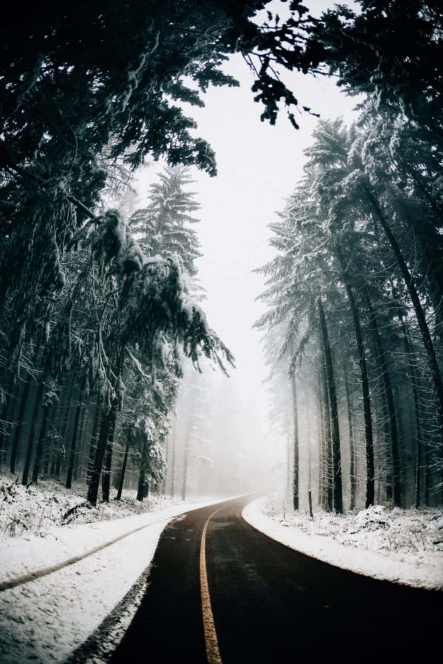 白雪覆蓋的森林道路蜿蜒穿過高大的松樹，天空朦朧。