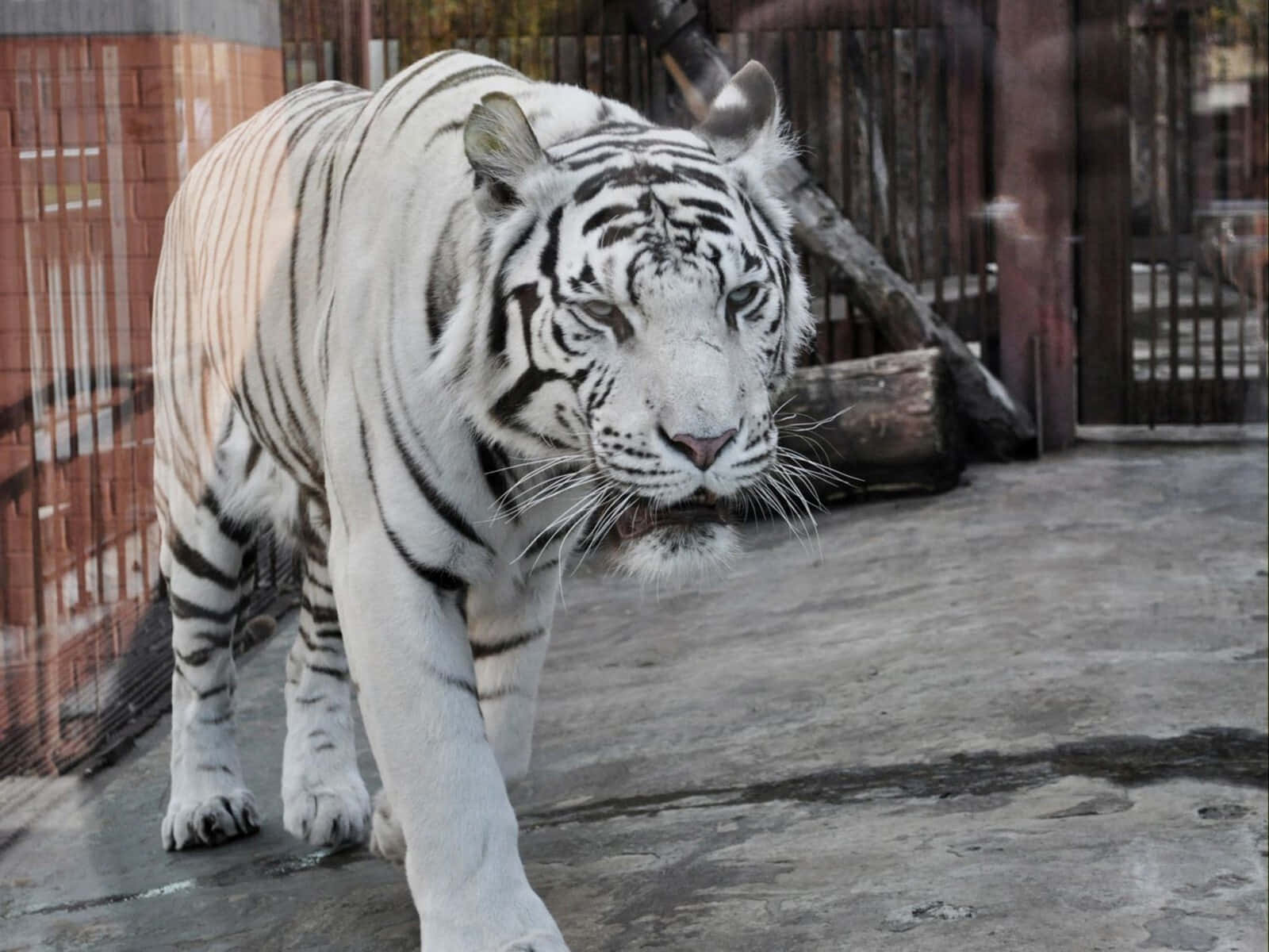 在動物園窺見野生世界的魅力 壁紙 — 一隻威風凜凜的白虎在混凝土圍欄內，周圍有木柵欄和圓木，專注地向前邁步。