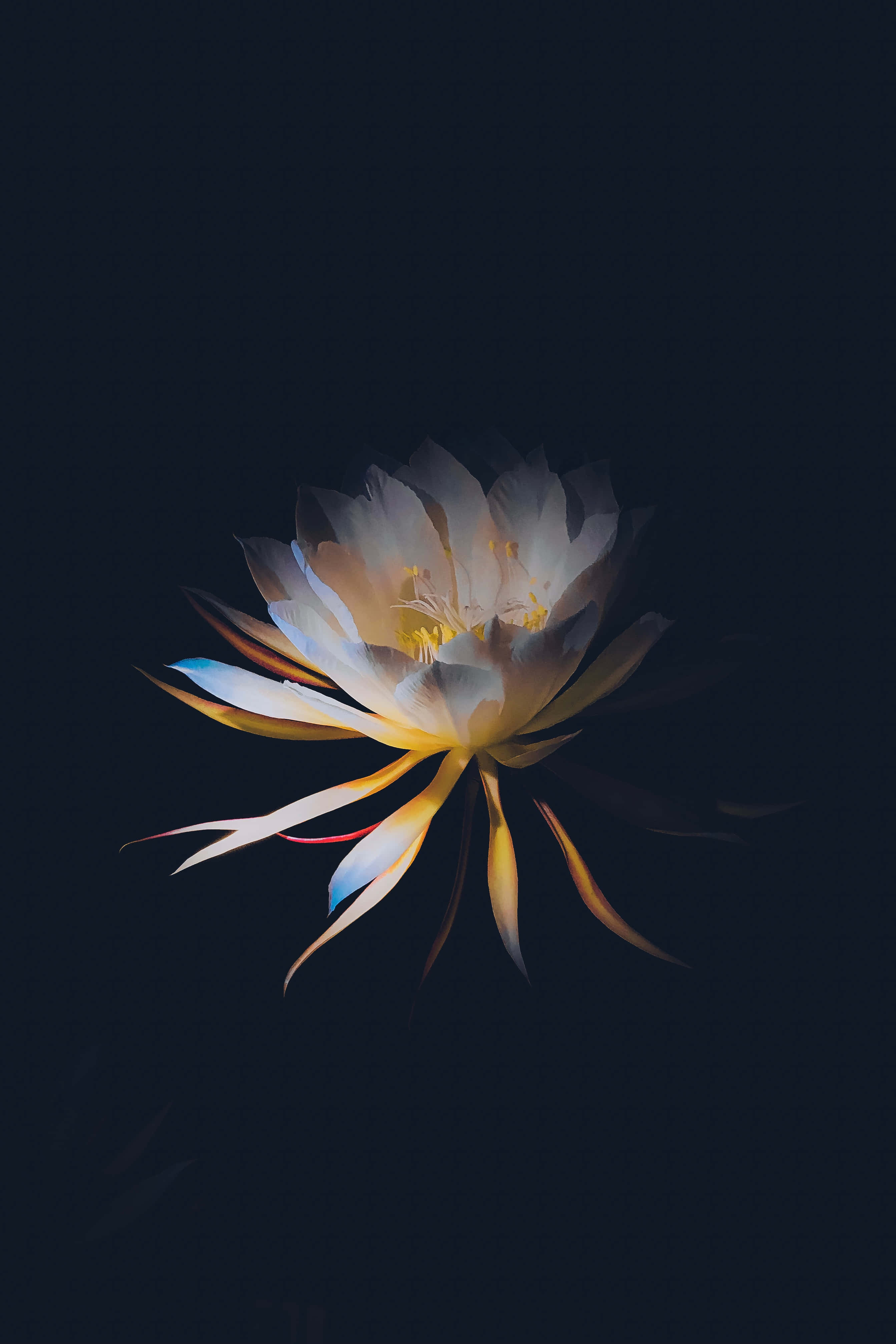 在夢幻色調中，暗色花朵被奇幻光暈點綴 壁紙 — 一朵在夜間綻放的仙人掌花，在深藍色背景上散發出柔和的白、黃和藍色光芒。