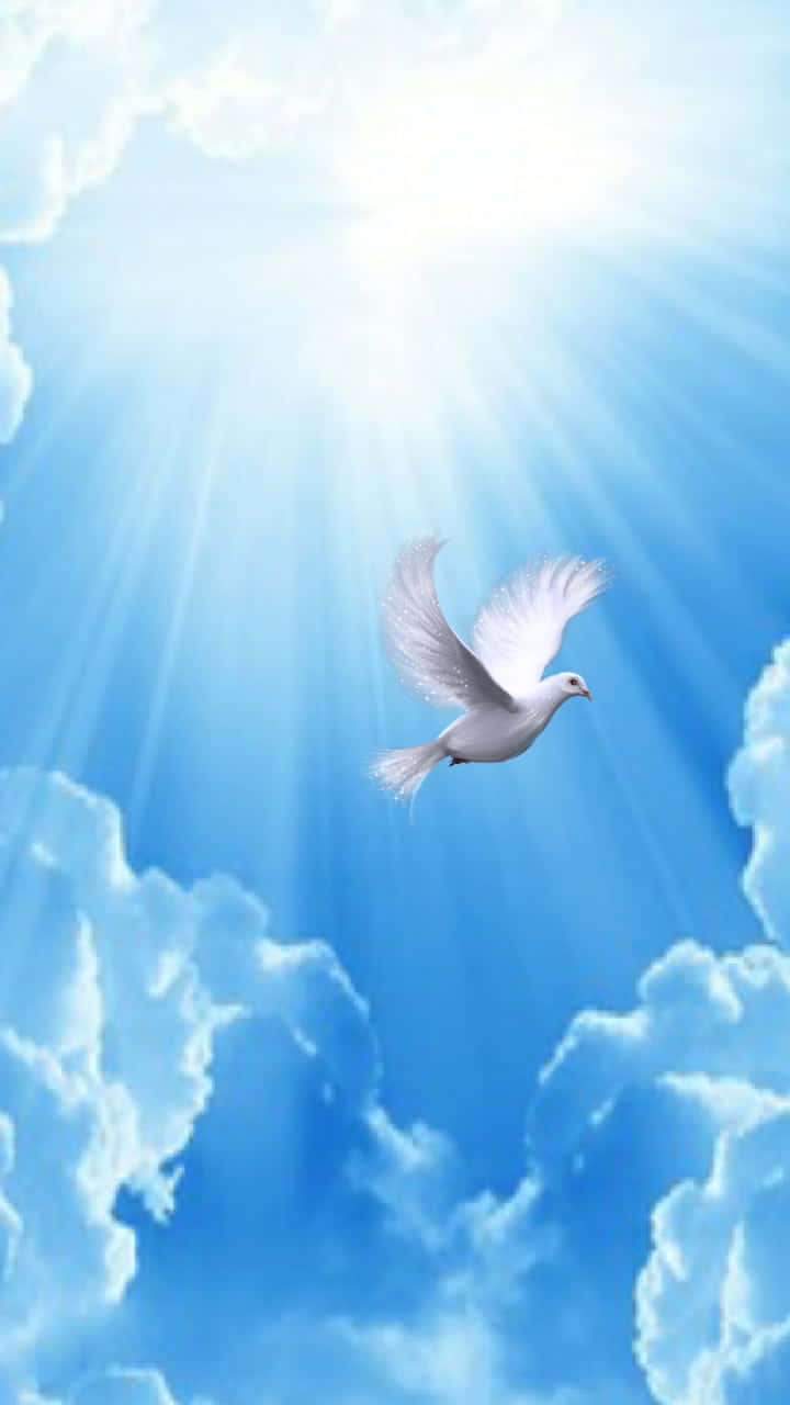 在天堂安靜安息 壁紙 — 一隻白鴿優雅地翱翔在明亮的藍天中，燦爛的陽光穿透蓬鬆的雲層。