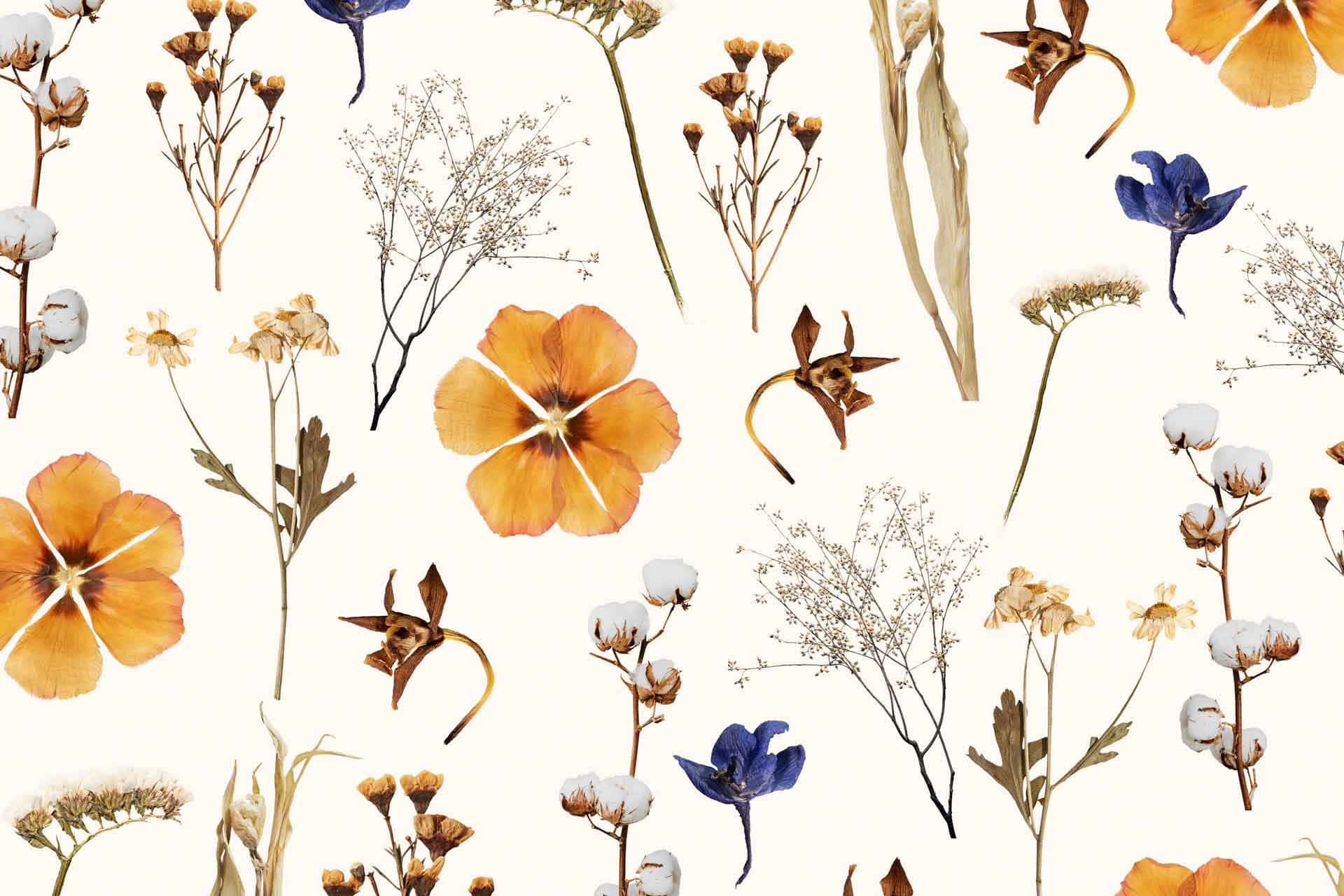 Dried Flowers 桌布 壁紙 — 在奶油色背景上，以溫暖的橙色、藍色和米色色調呈現乾花和棉蕾的精緻圖案。