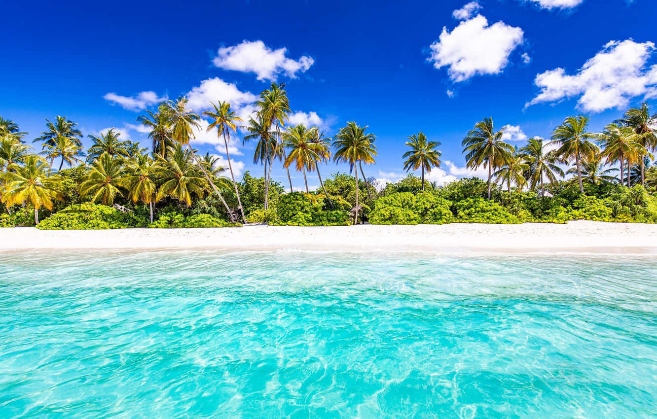 在宁静的热带海滩享受美景 壁紙 — 清澈的碧綠海水拍打著純淨的白色沙灘，沙灘上搖曳的棕櫚樹在 vibrant 的藍天下排列。