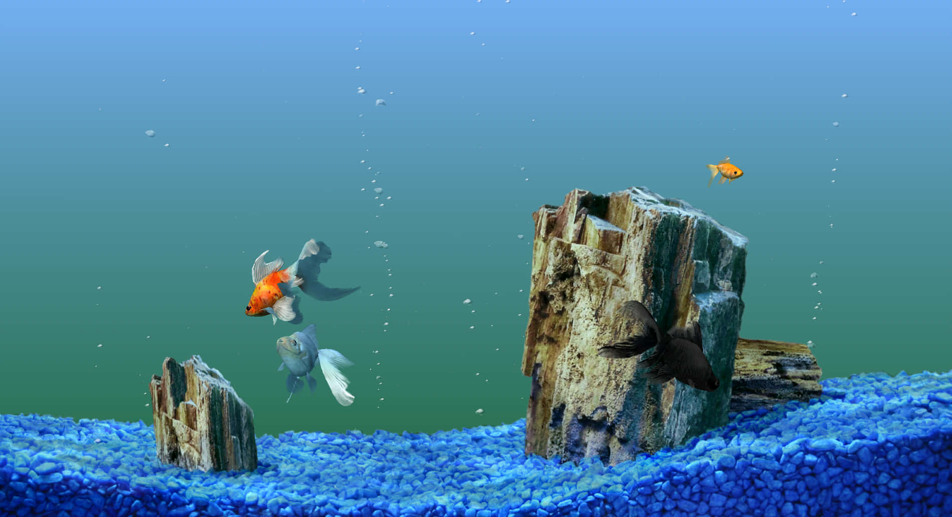 金魚和銀魚在藍色礫石水族箱的浮木附近游動。