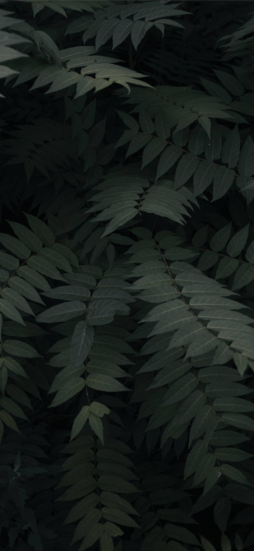 陰暗森林樹葉中深綠色複葉的特寫。
