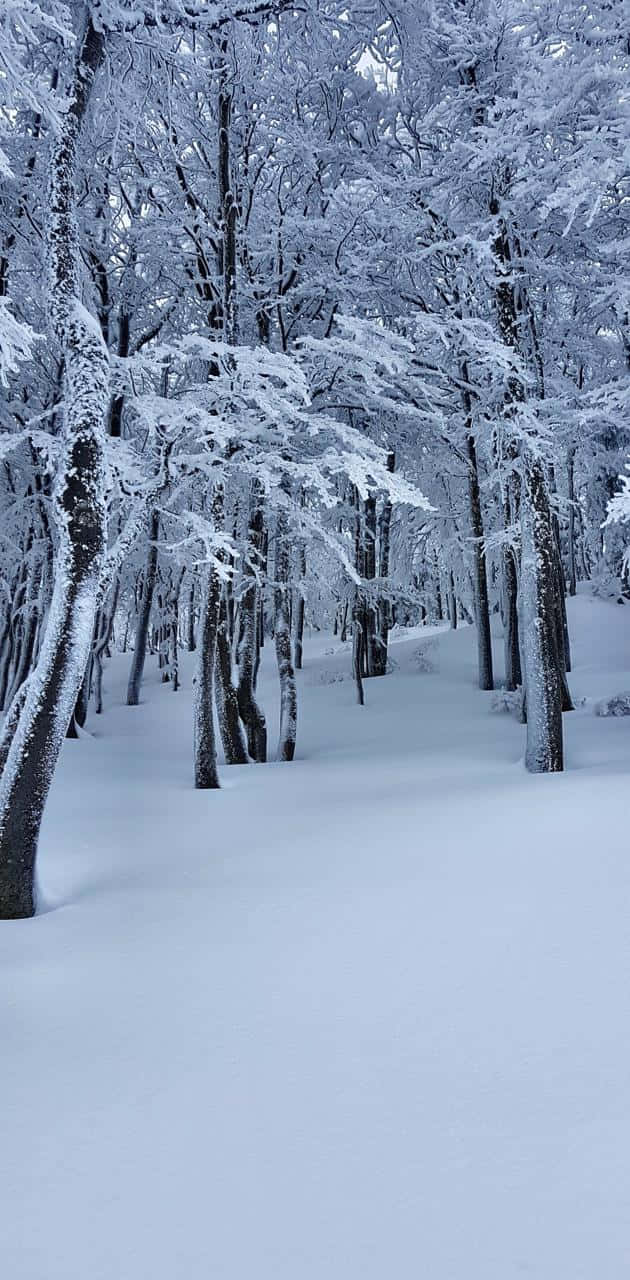 在寒冷寧靜的雪林中享受大自然的寧靜 壁紙 — 一條寧靜的冬季森林小徑，覆蓋著厚厚的積雪，霜凍的樹木伸向蒼白的天空。