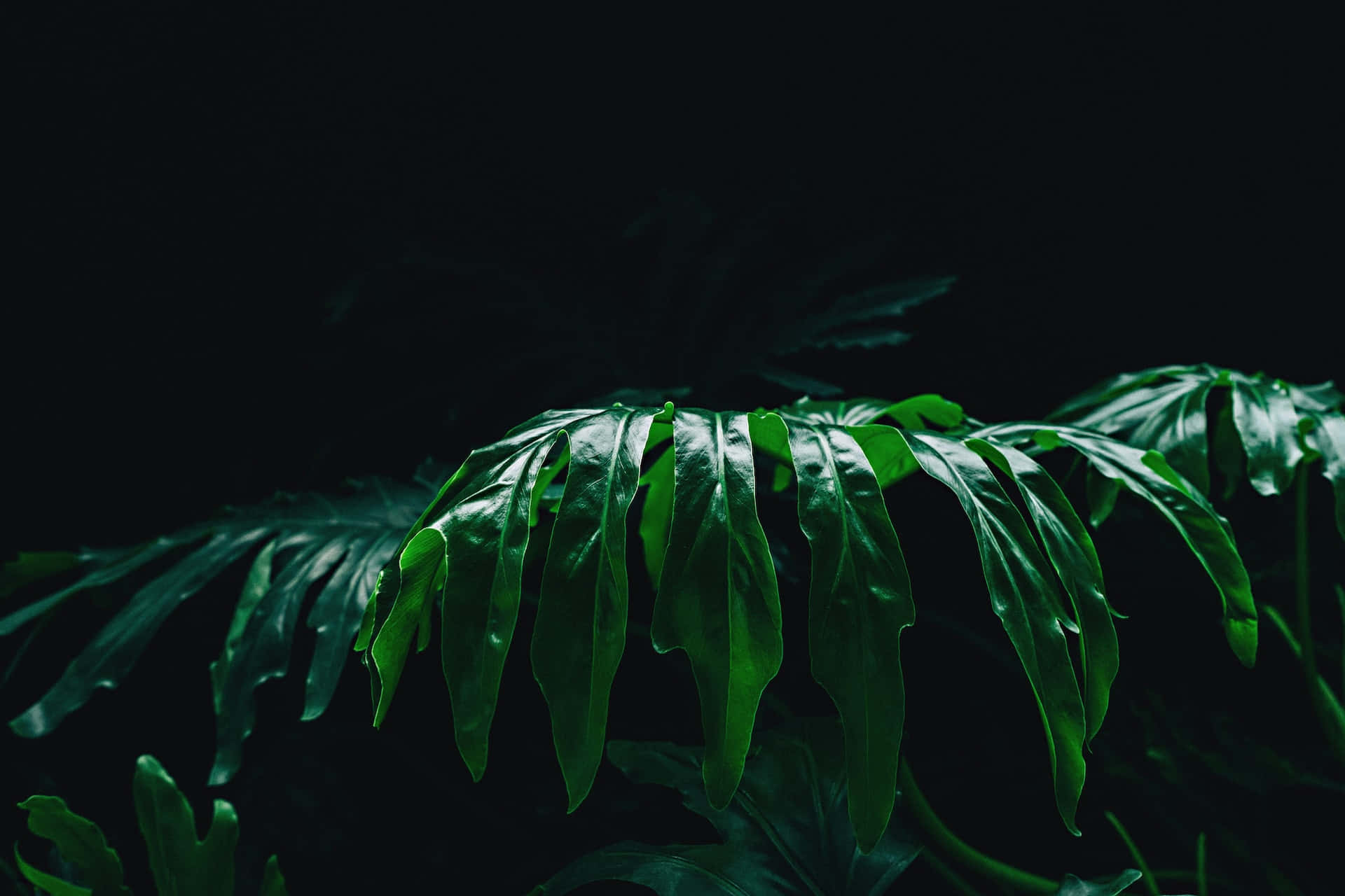 在黑色背景下呈現剪影的發光祖母綠熱帶樹葉。