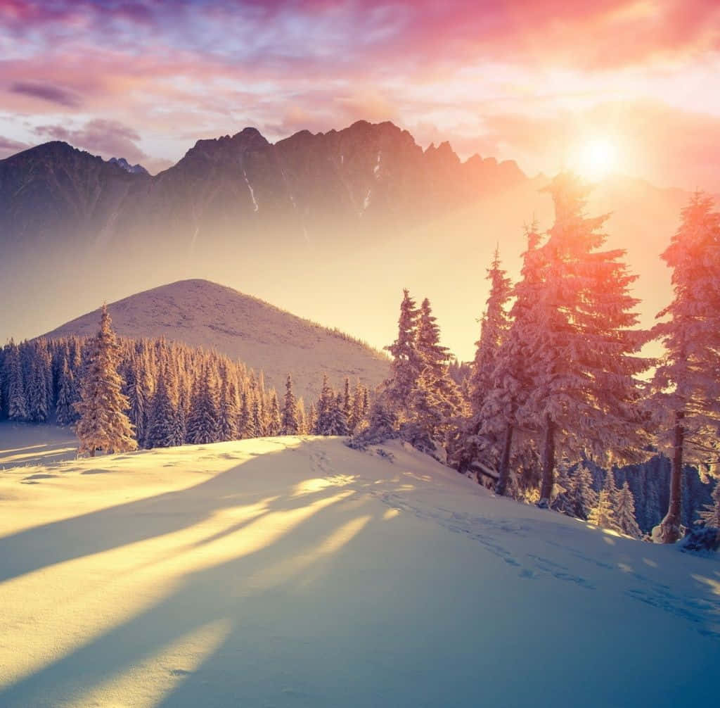 Winter Sunset 桌布 壁紙 — 在寧靜的冬季日出時，陽光以溫暖的金色色調沐浴著積雪的松樹和山脈。