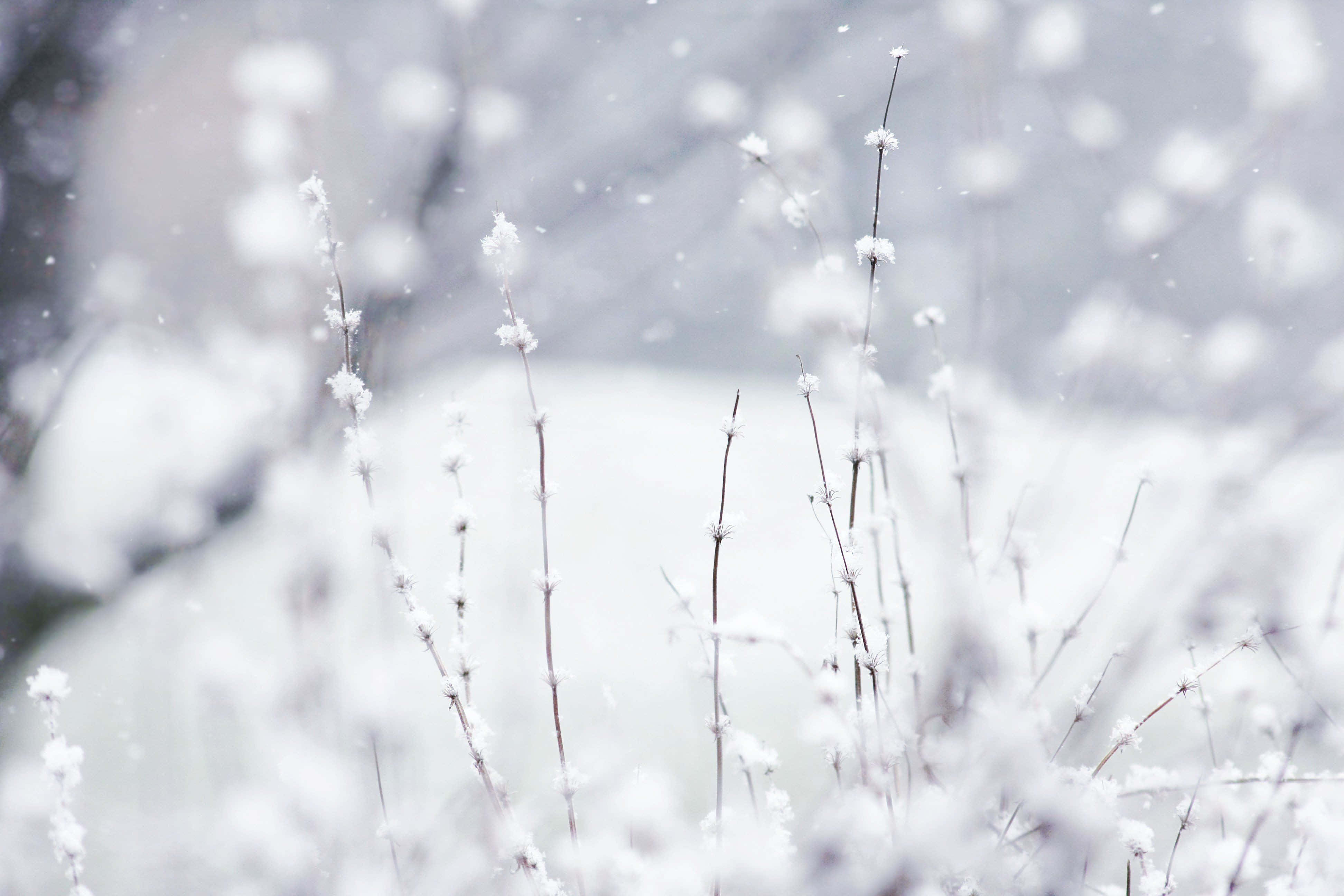 Winter Flowers 桌布 壁紙 — 在寧靜的冬日場景中，纖細的雪覆蓋的莖從柔軟的白色毯子中升起，伴隨著輕柔的降雪。