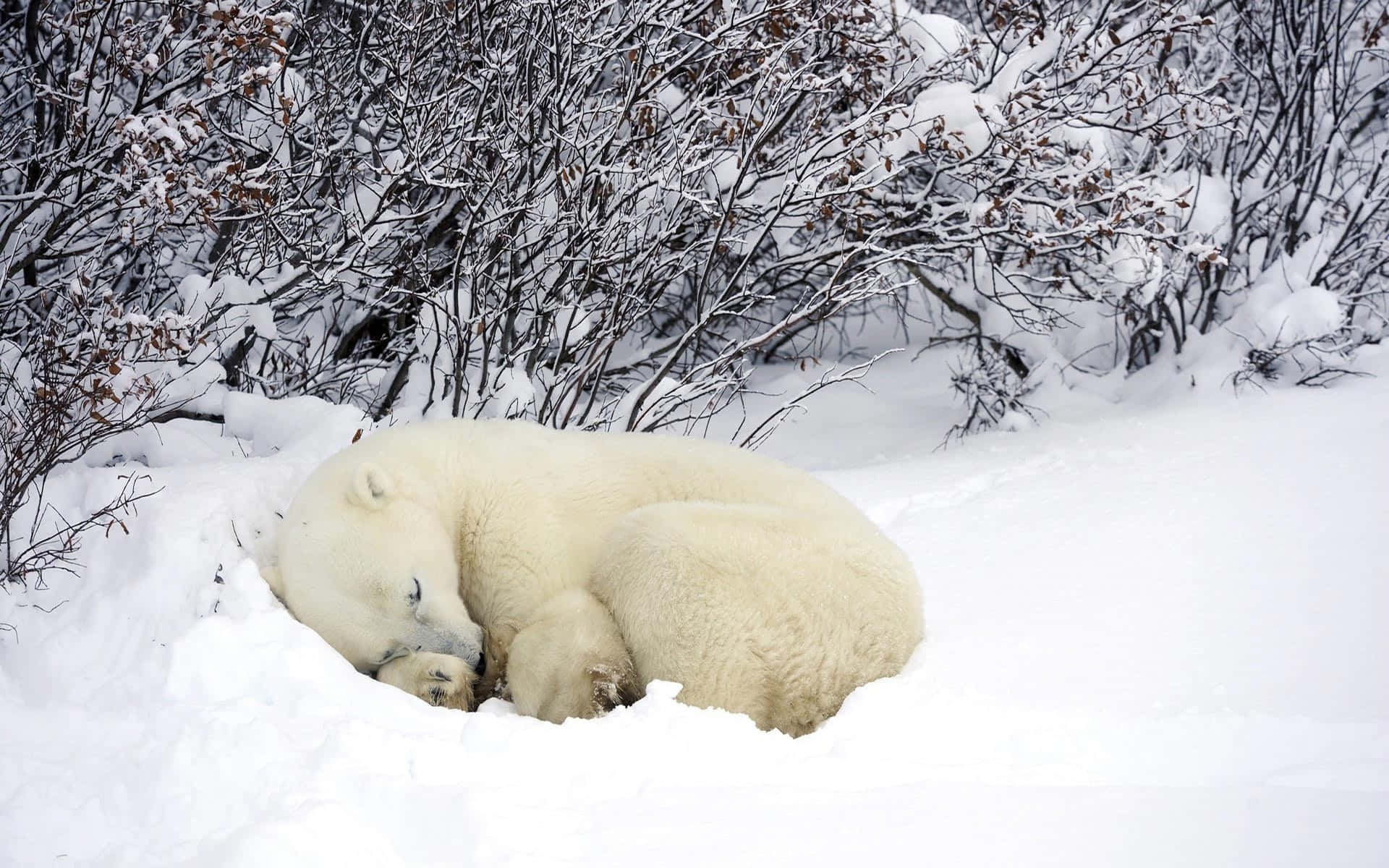 Hibernation 桌布 壁紙 — 在寧靜的北極冬季場景中，一頭安詳的北極熊蜷縮在深雪中，旁邊是沾滿雪花的灌木叢。