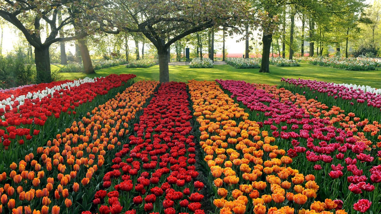 Garden Design 桌布 壁紙 — 在寧靜的花園中，一排排鮮豔的紅色、橙色和粉紅色鬱金香在透過茂密樹葉灑落的斑駁陽光下盛開。