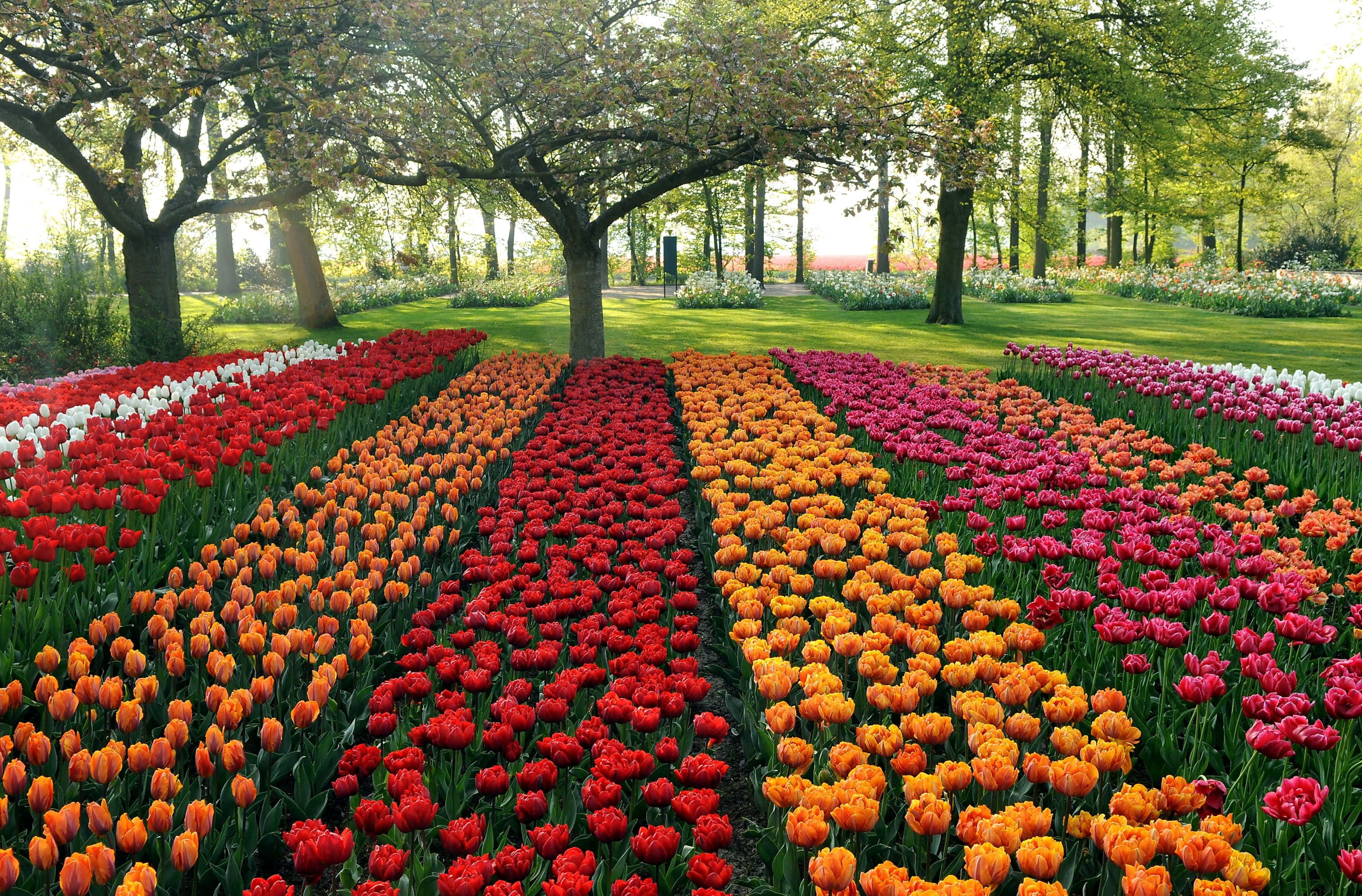 Tulip Field 桌布 壁紙 — 在寧靜的花園中，一排排鮮豔的紅色、橙色和粉紅色鬱金香在透過樹葉的斑駁陽光下盛開。