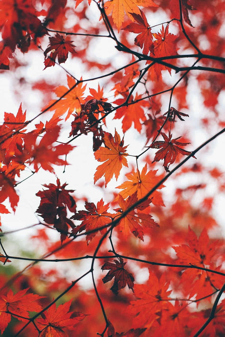 紅色楓葉在樹枝上的特寫，背景是明亮的天空。