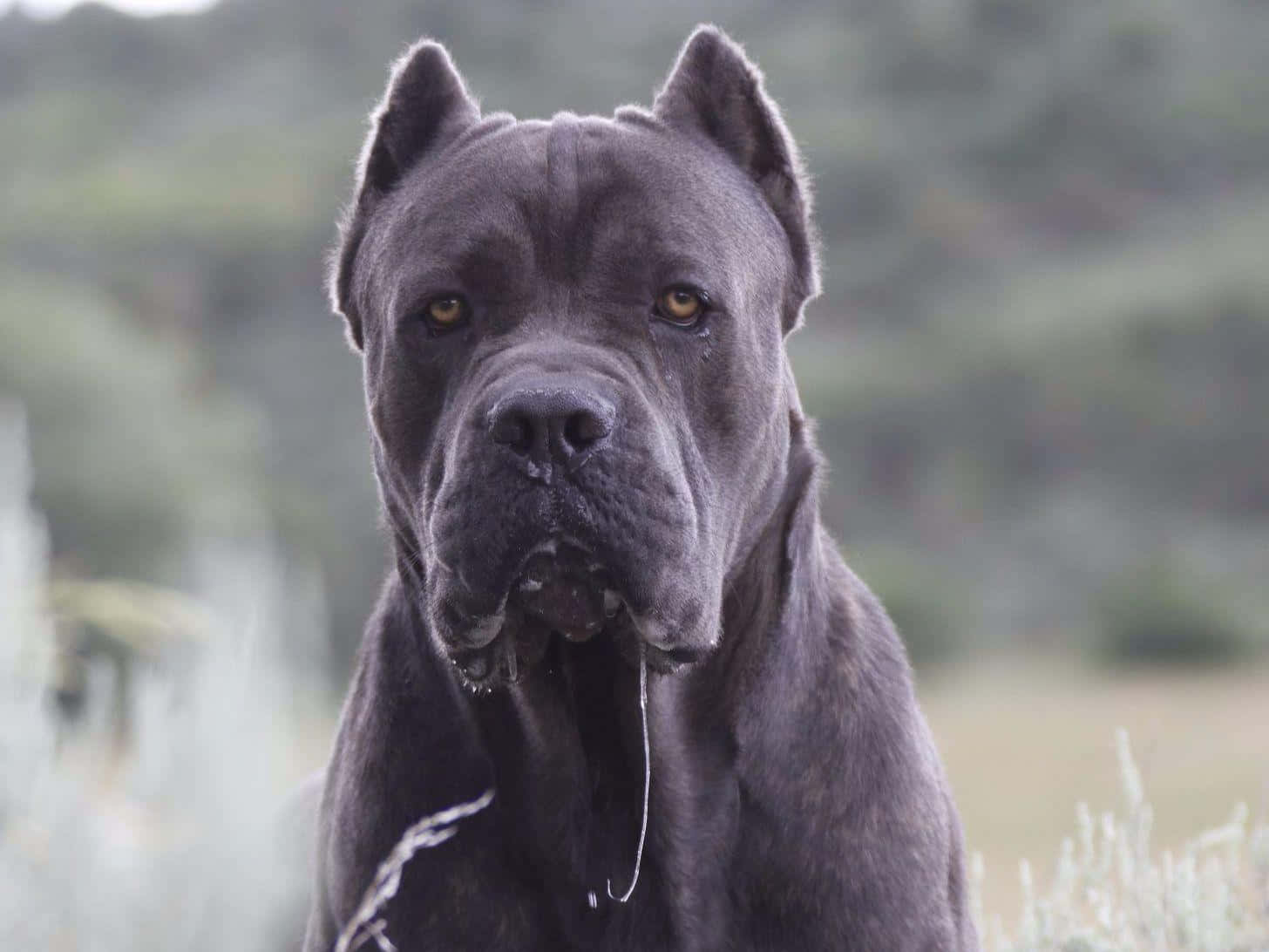 在戶外嬉戲的活潑科索犬幼犬 壁紙 — 一隻威嚴的深灰色卡斯羅犬在柔焦的自然田野中警覺地站立，金色眼睛向前凝視。
