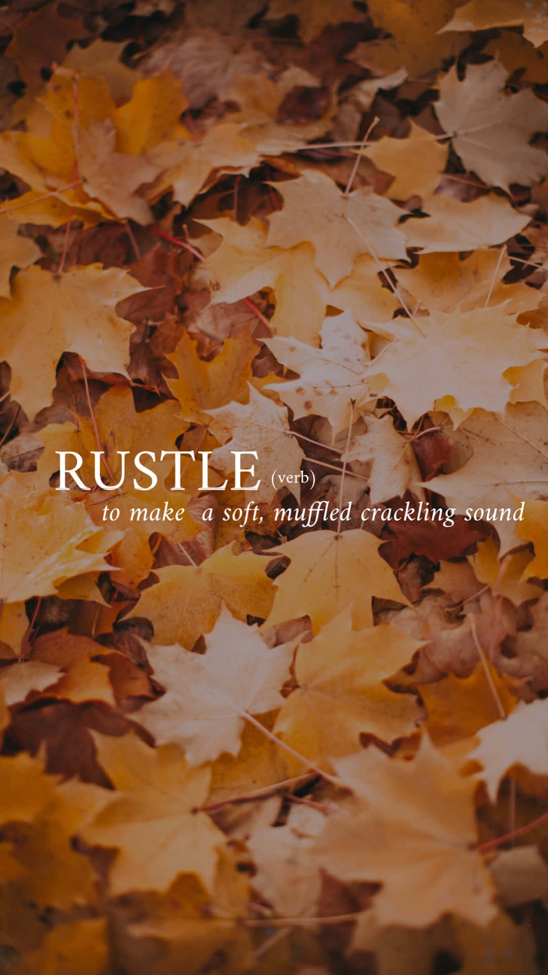 落下的楓葉上疊加著rustle一詞。