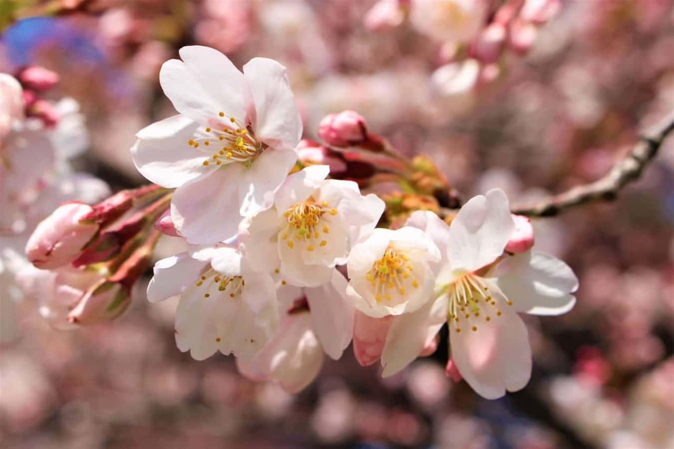 在日本享受櫻花季的美麗 壁紙 — 柔和的粉紅櫻花在模糊的春天背景下以柔焦綻放。