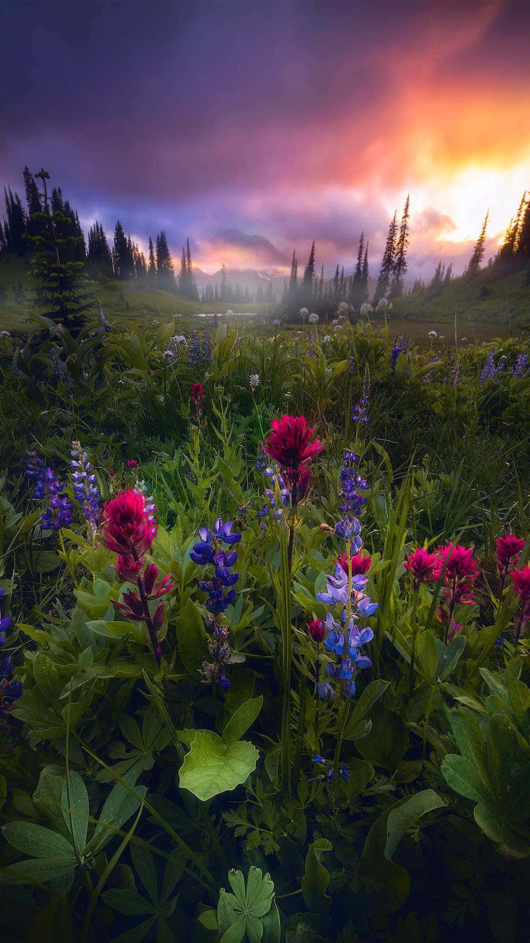 Nature Scenery 桌布 壁紙 — 在日落時分，霧氣瀰漫的草地上，鮮豔的粉紅色和紫色野花盛開，聳立的松樹和戲劇性的紫橙色雲彩點綴其間。