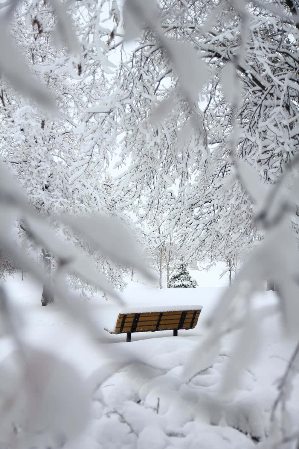 Cute Winter Aesthetic 桌布 壁紙 — 在明亮的冬日天空下，被霜凍樹枝框住的雪覆蓋公園長椅。