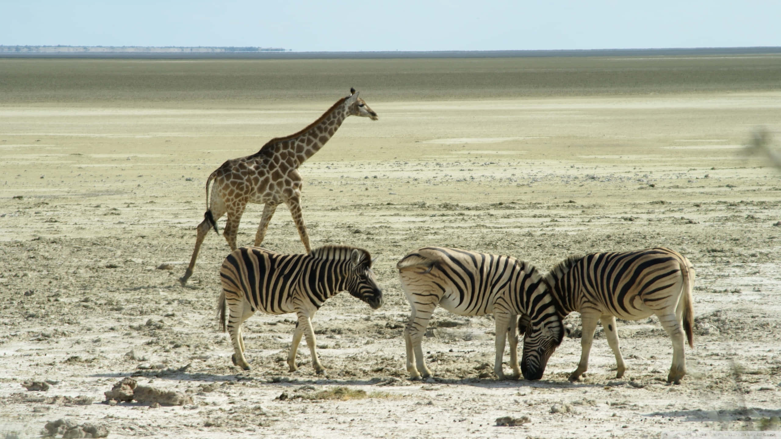 African Wildlife 桌布 壁紙 — 在明亮的日光下，一隻長頸鹿高聳地站在三隻正在吃草的斑馬旁邊，身處廣闊乾燥的稀樹草原。