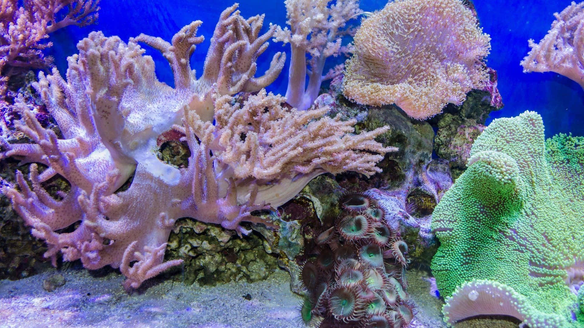 珊瑚 桌布 壁紙 — 在明亮的水族燈光下，充滿活力的珊瑚構造以鮮豔的粉紅色、綠色和藍色色調在岩石礁上茁壯成長。