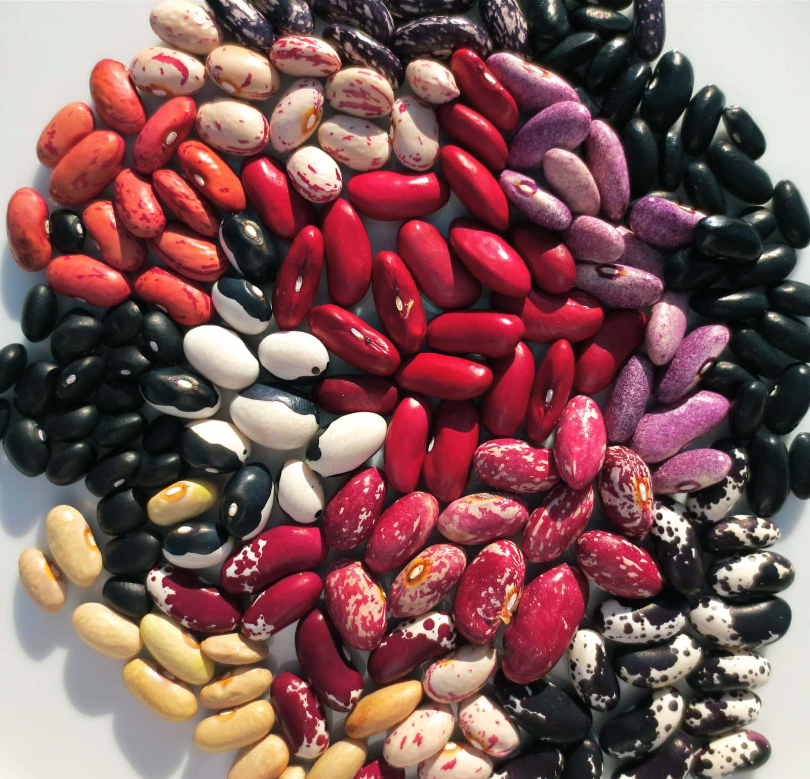beans 桌布 壁紙 — 在明亮的白色表面上，一個充滿活力的圓形排列，展示了各種色彩繽紛的豆子，包括紅色、黑色、白色、紫色和黃色的圖案。