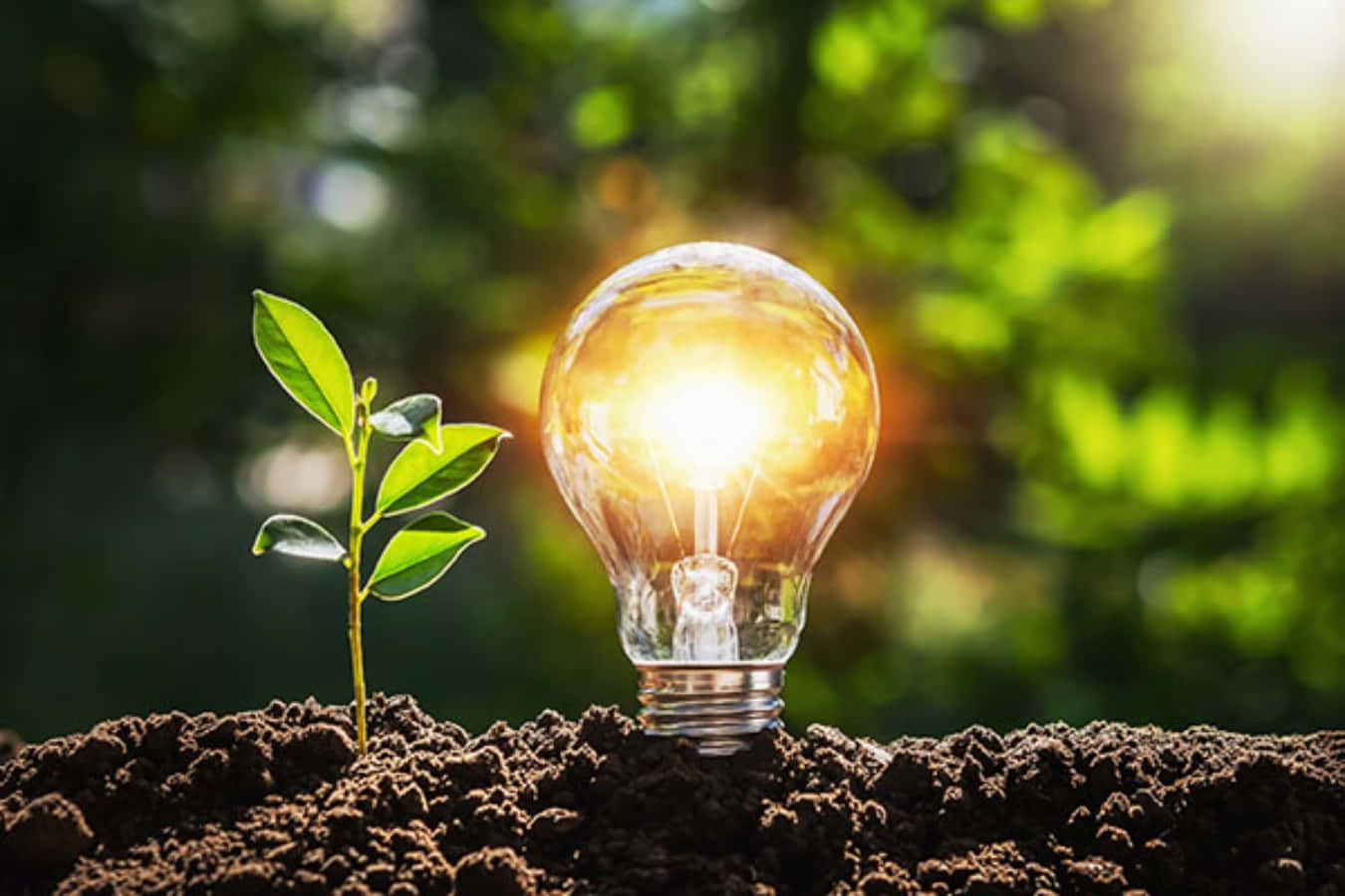 Energy 桌布 壁紙 — 在明亮的陽光下，一顆發光的燈泡從土壤中長出，旁邊是一株年輕的綠色植物。