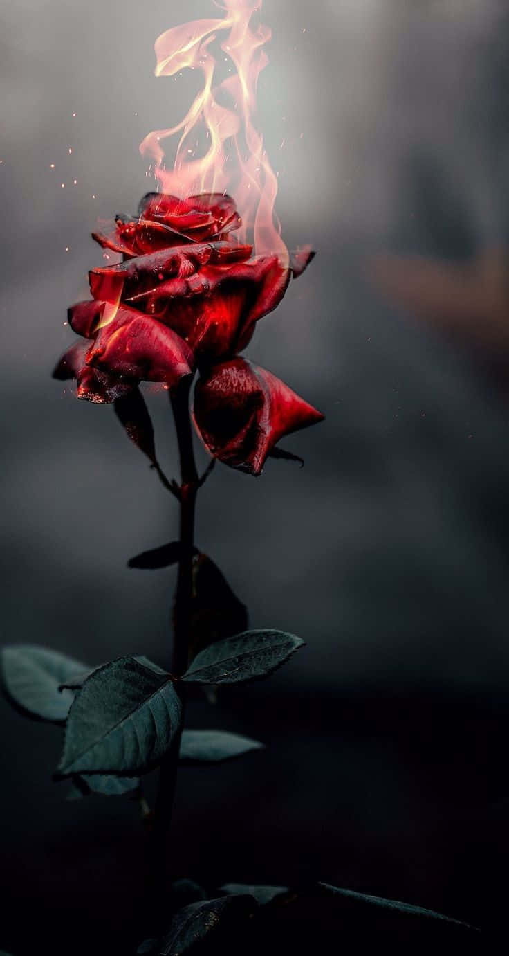 在明媚陽光下，一朵美麗的Cool Rose 壁紙 — 一朵紅玫瑰在黑暗煙霧背景中燃燒著虛幻的火焰。