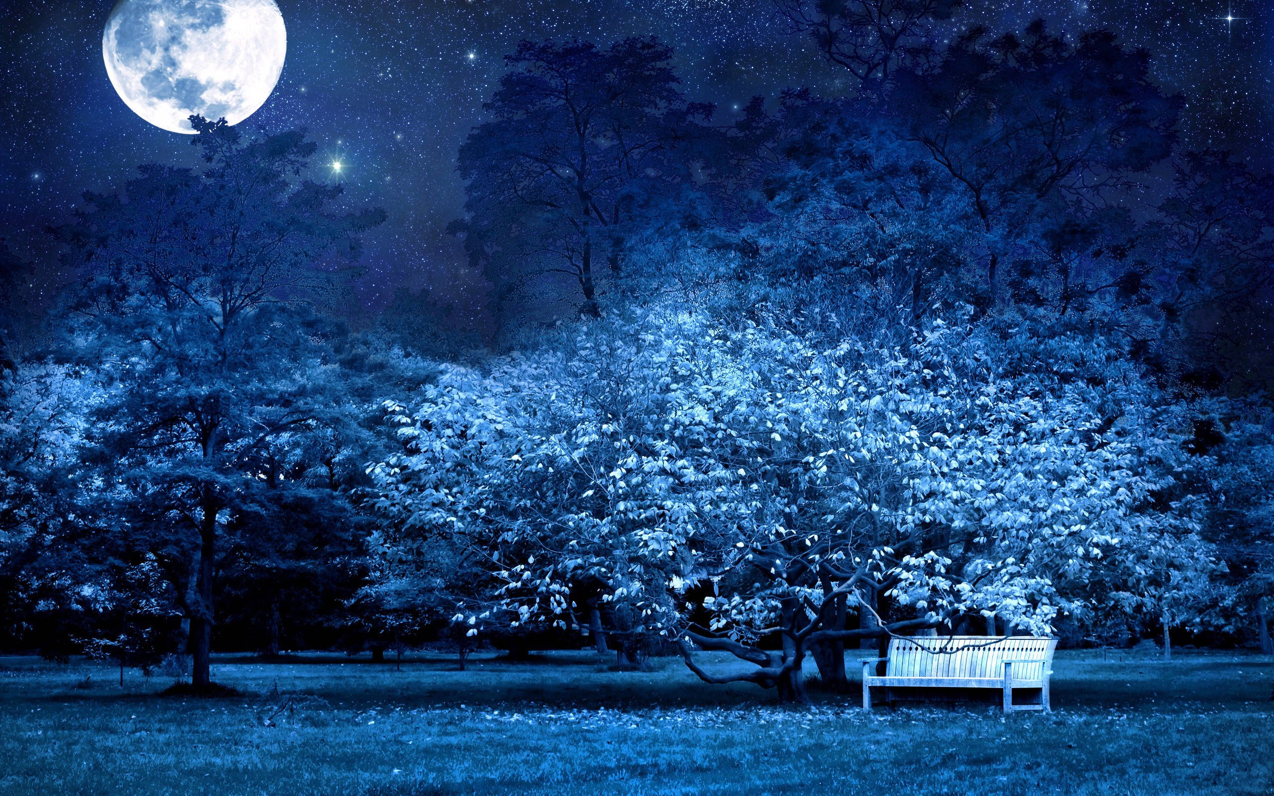 月色夜空 桌布 壁紙 — 在星空下，夜晚寧靜的藍調森林中，月光照耀的樹木下，一張孤獨的白色長椅。