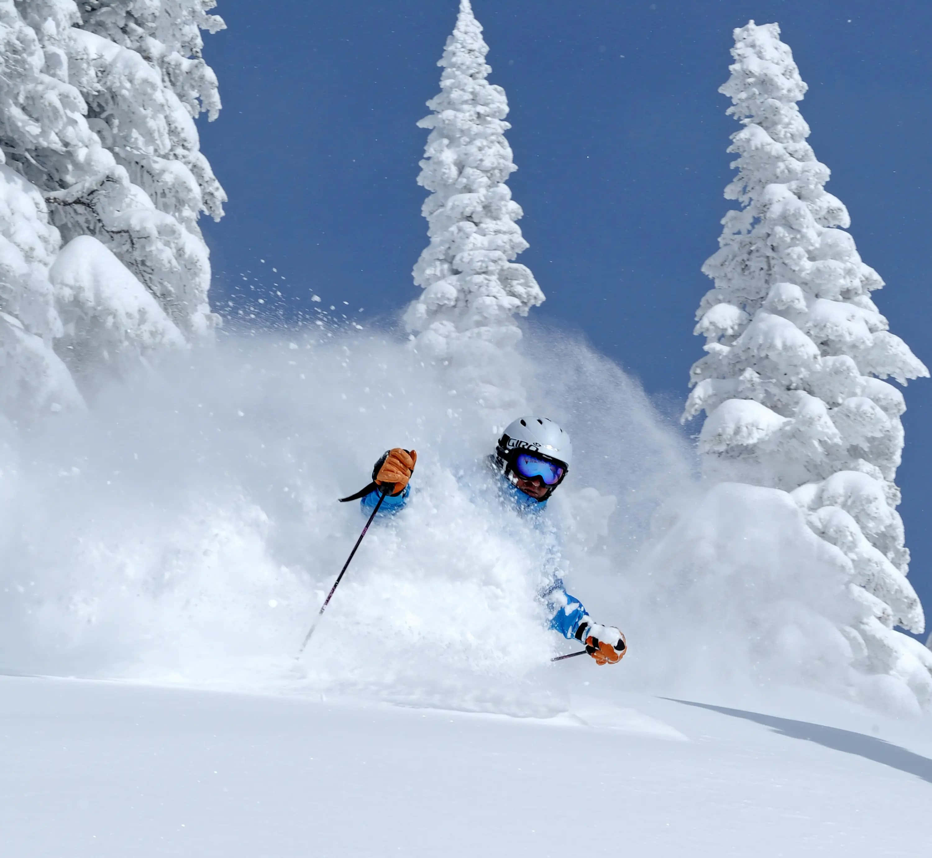 Skiing 桌布 壁紙 — 在晴朗的藍天下，滑雪者在積雪的常綠樹之間劃過新鮮的粉雪。