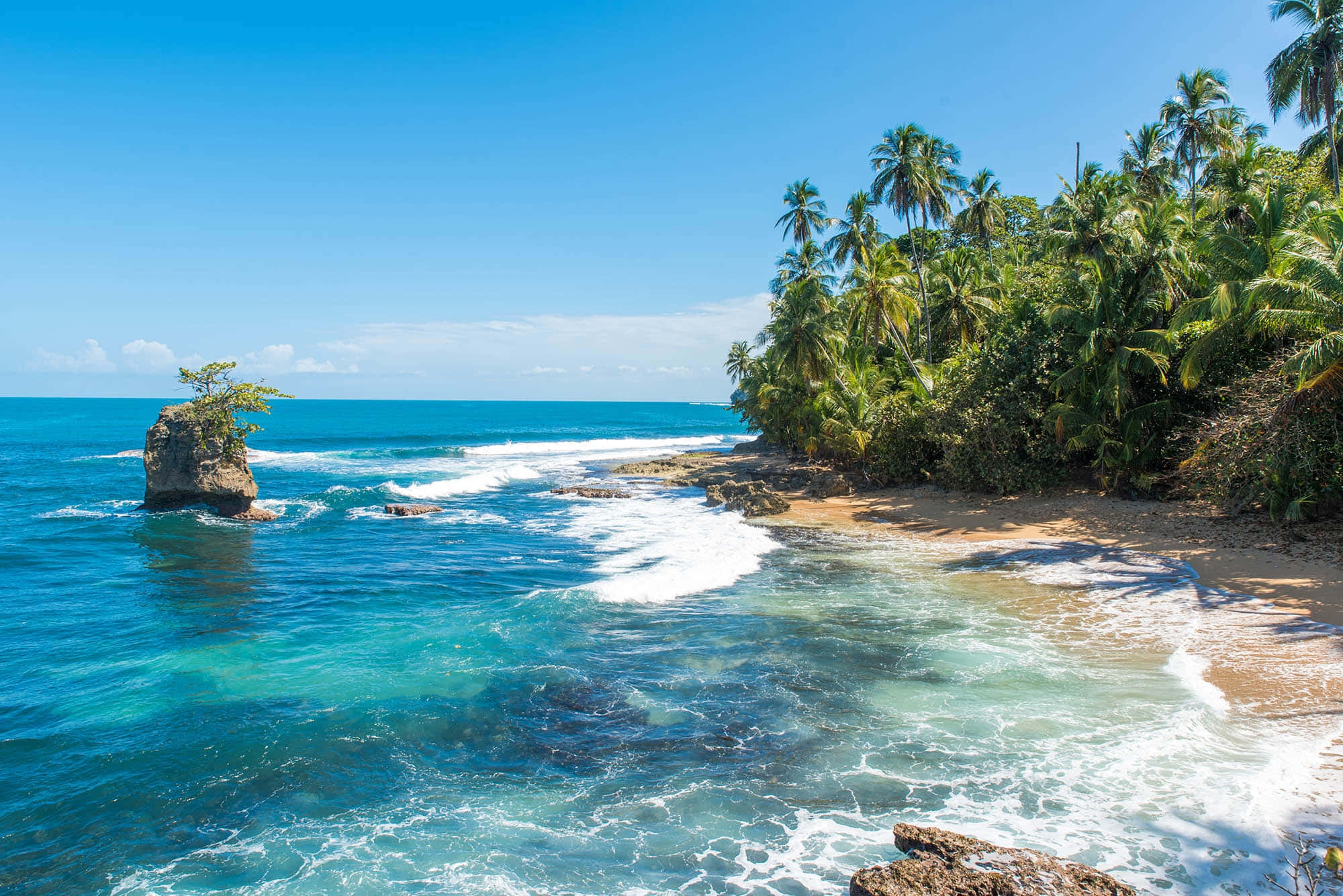 Costa Rica 桌布 壁紙 — 在晴朗的藍天下，綠松石色的海浪拍打著沙灘，沙灘上種滿了茂密的棕櫚樹。