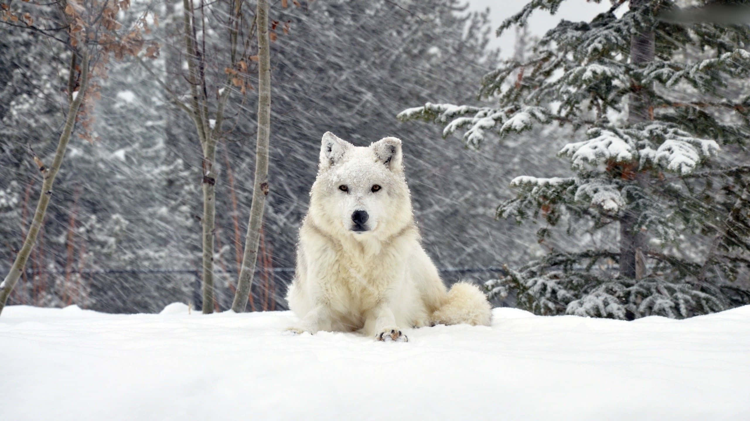 Cute Wolf 桌布 壁紙 — 在暴風雪中，一頭威嚴的白狼警覺地坐在被雪覆蓋的樹木間的深雪中。