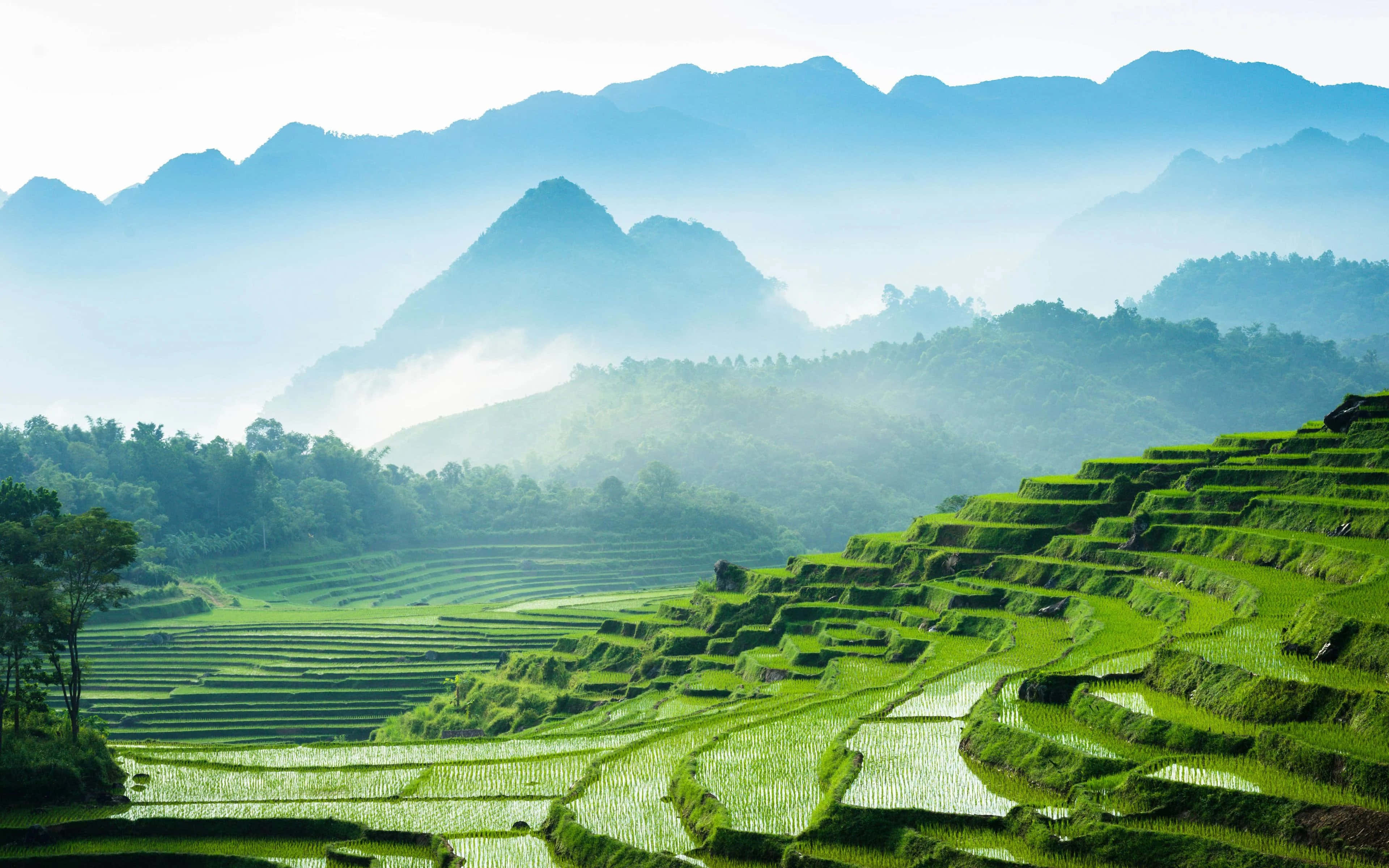Vietnam 桌布 壁紙 — 在柔和晨光下，翠綠的梯田如瀑布般沿著霧氣繚繞的山巒層層而下。