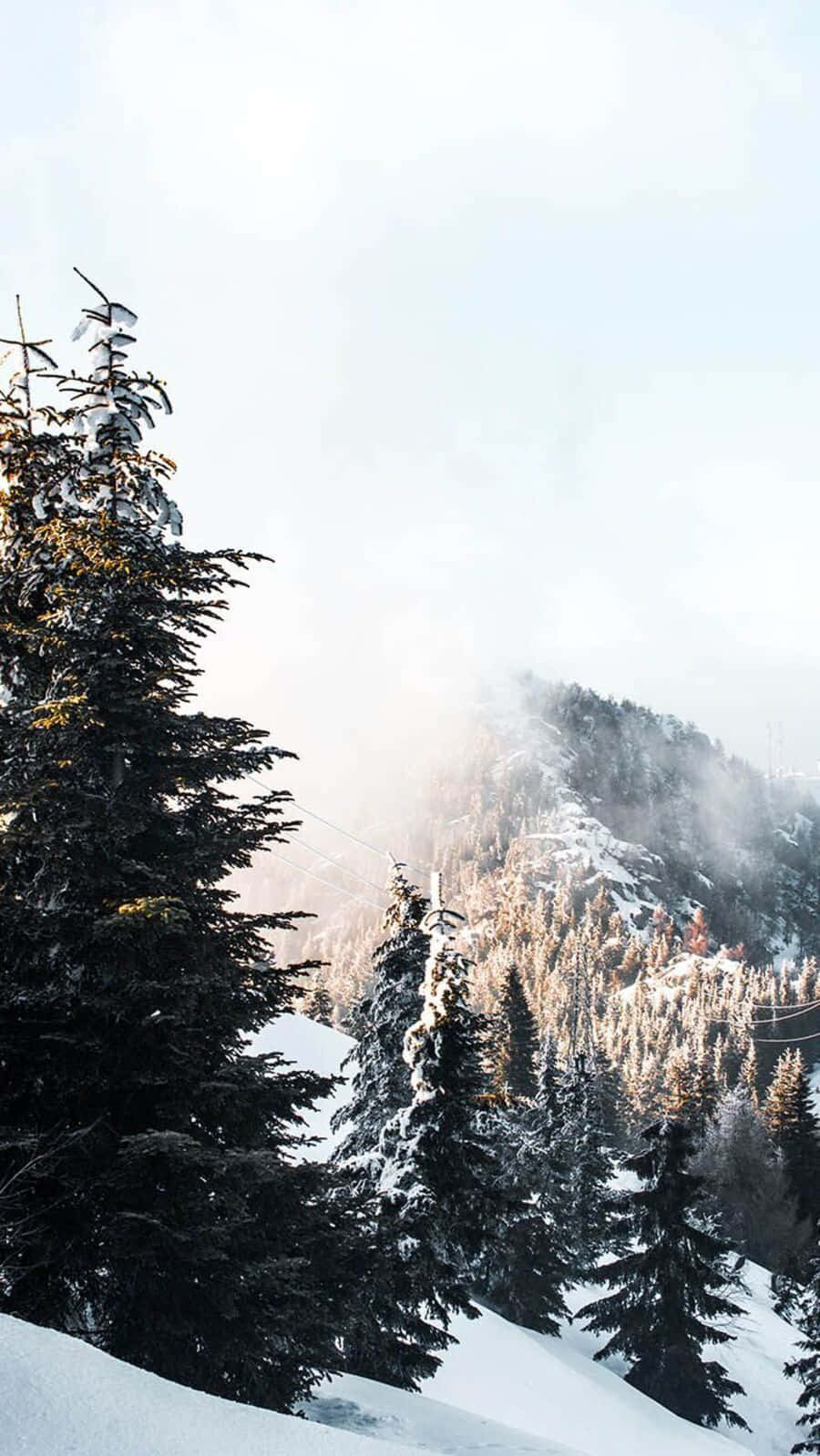 Cute Winter Aesthetic 桌布 壁紙 — 在柔和晨光下，霧氣籠罩的山坡上，白雪覆蓋著常青樹。