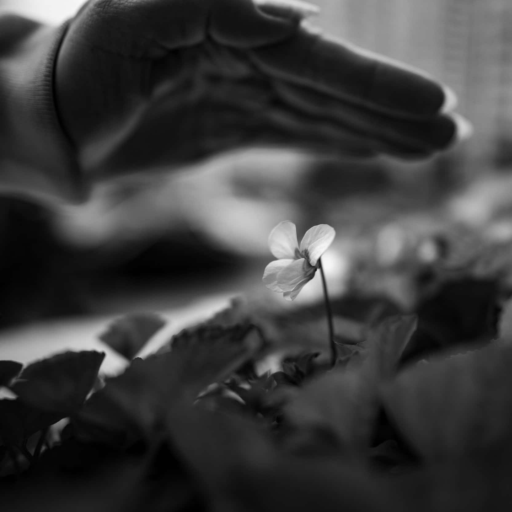 Reiki 桌布 壁紙 — 在柔和的黑白構圖中，一朵精緻的單花在輕柔懸浮的手下綻放。