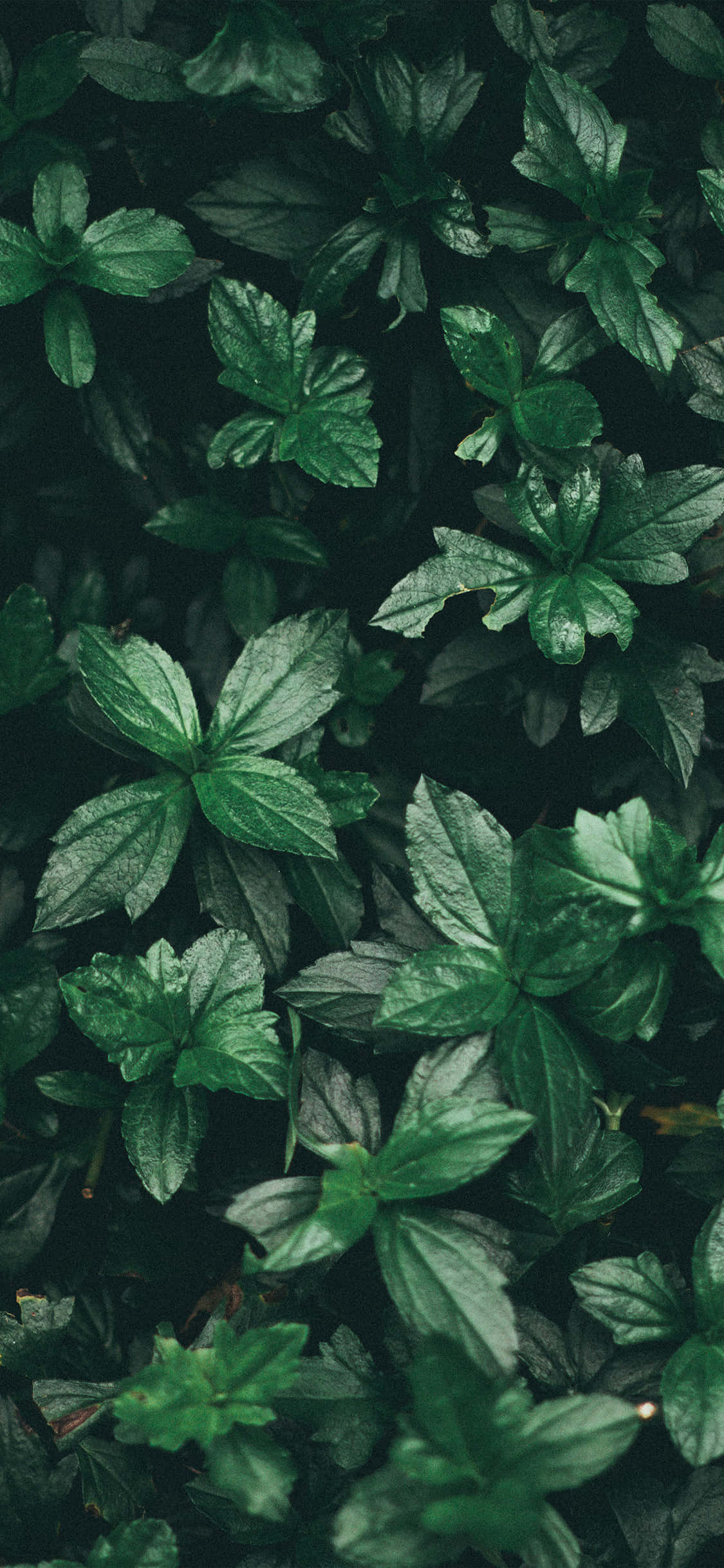 夏天 iPhone 桌布 壁紙 — 在柔和自然光下，密集特寫各種形狀的茂盛綠葉和細微水珠。