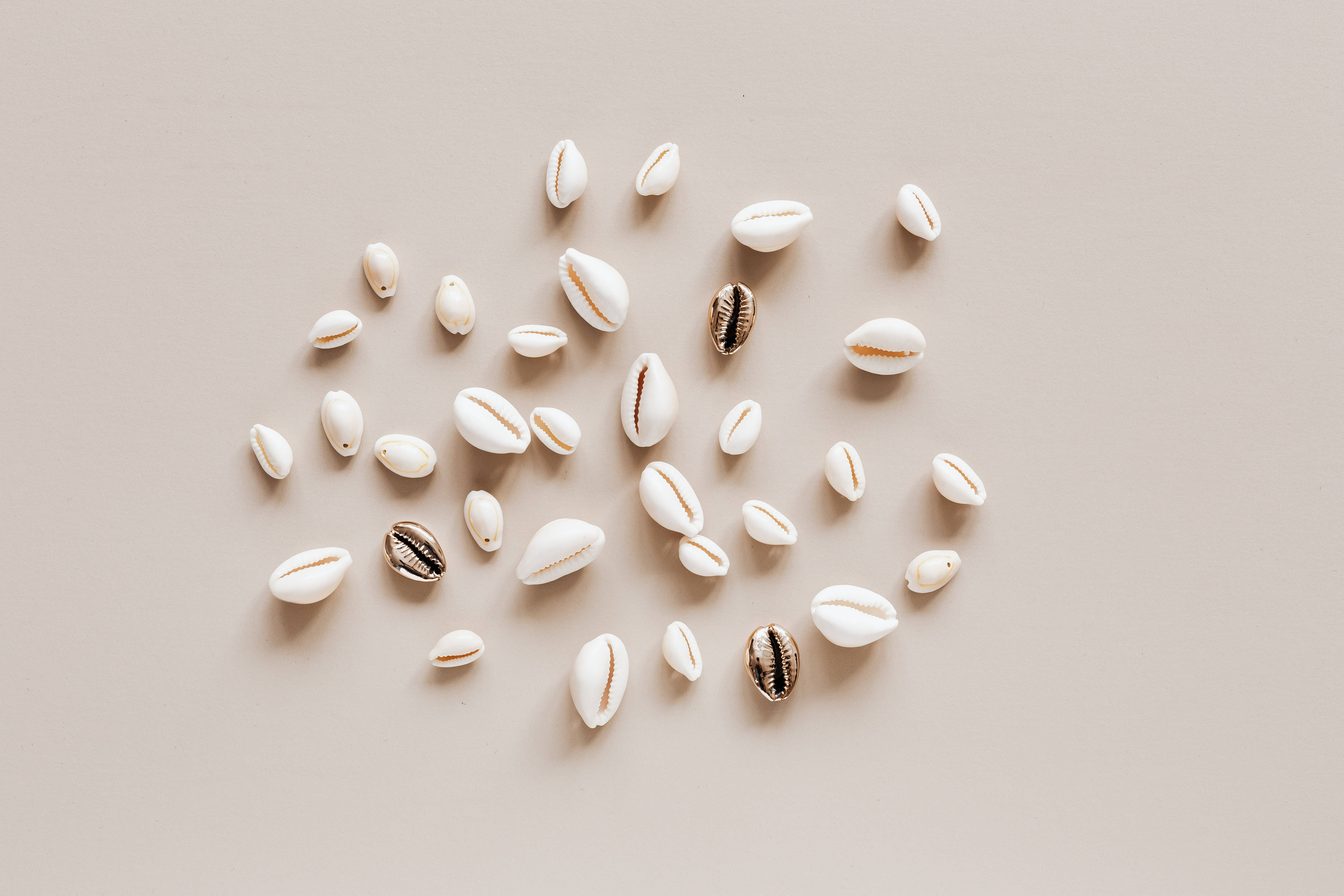 Shell 桌布 壁紙 — 在柔軟的米色背景上，散落排列著光滑的白色寶螺殼，帶有金色條紋。