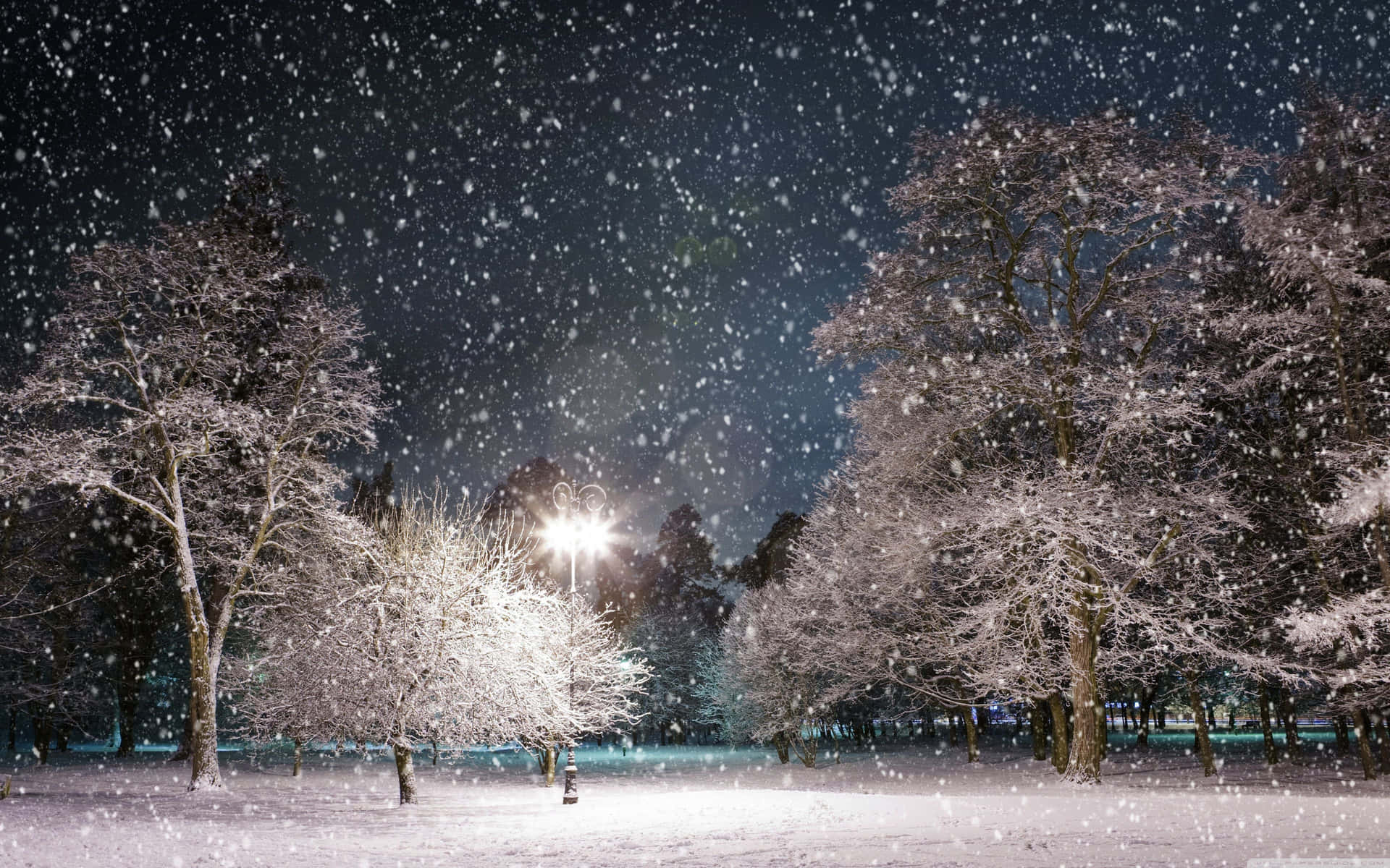 冬季公園的夜晚，積雪的樹木在街燈下閃耀。