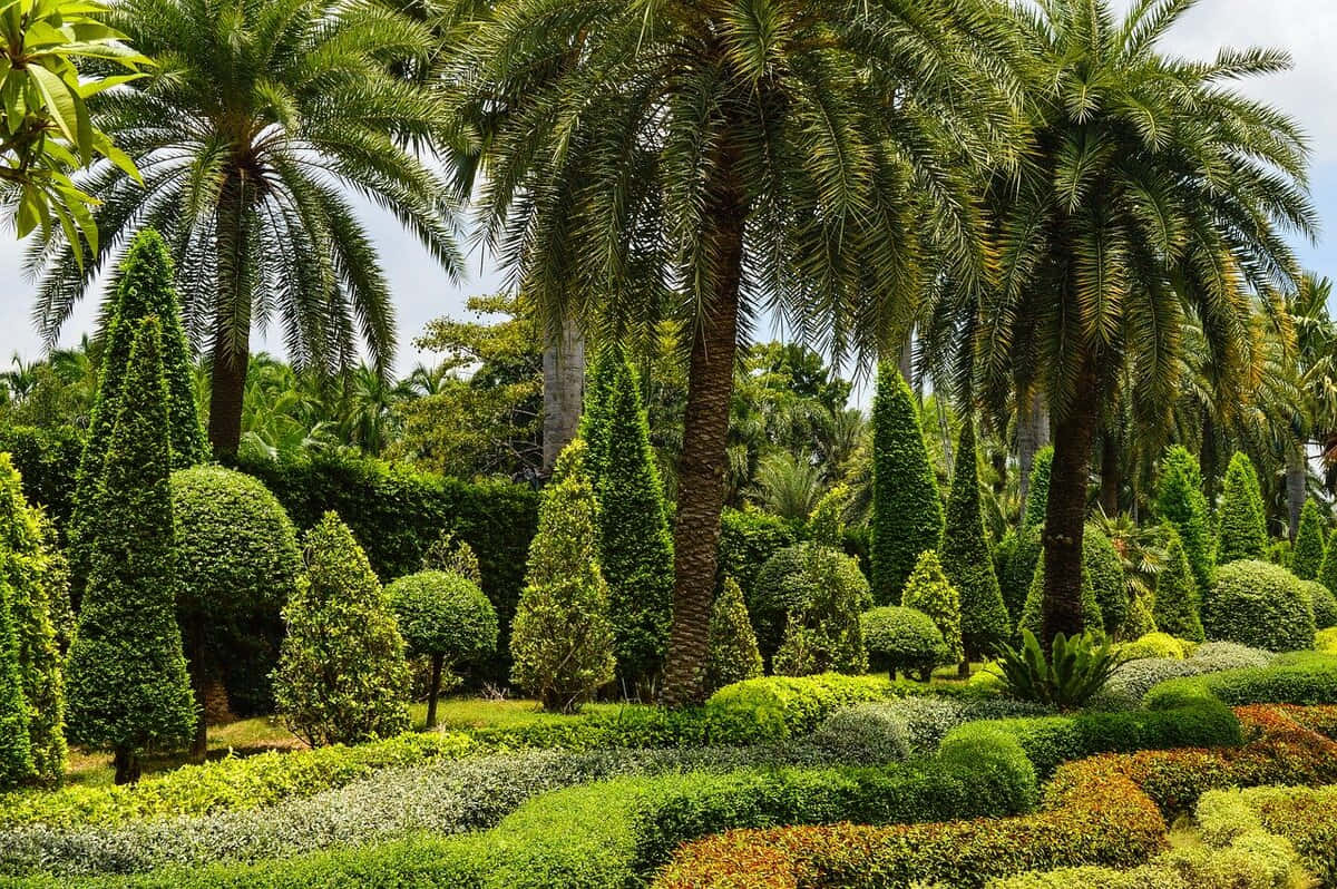 熱帶花園，有棕櫚樹和修剪成形的籬笆，在明亮的天空下。