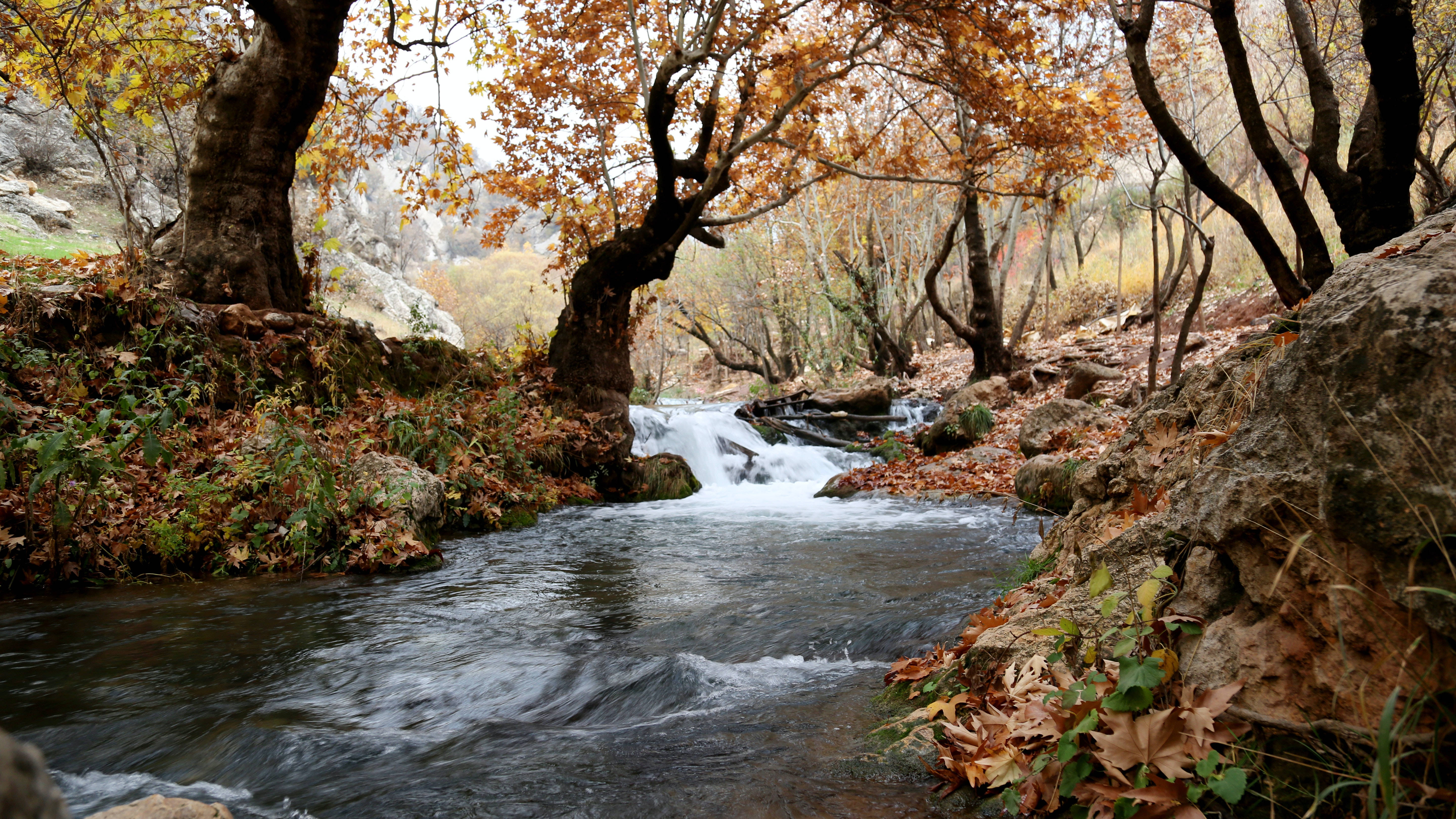 river 桌布 壁紙 — 在森林山谷中，一條寧靜的秋日溪流在金色樹葉下的岩石上流淌。