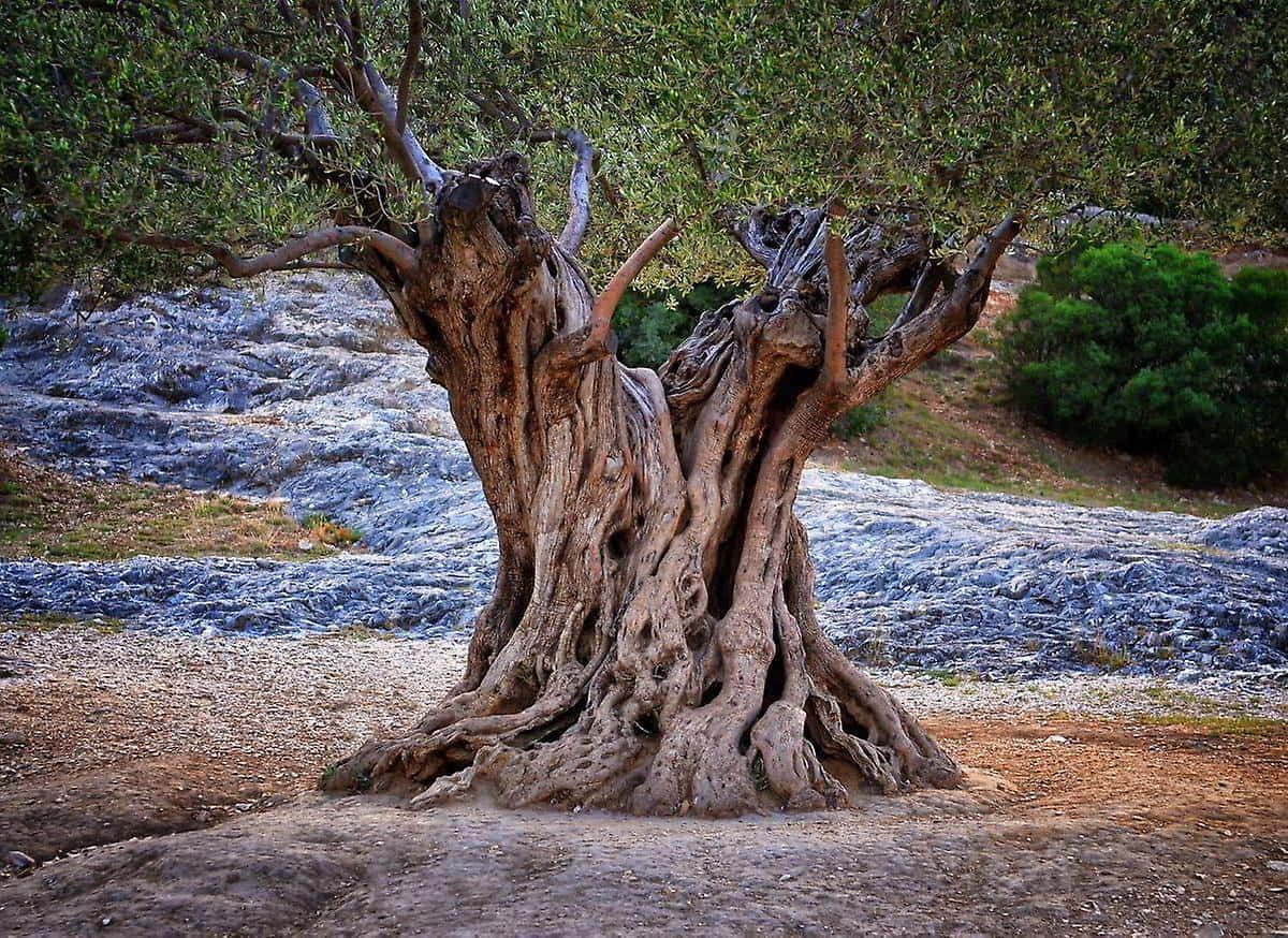 岩石地上樹根盤繞的古老橄欖樹
