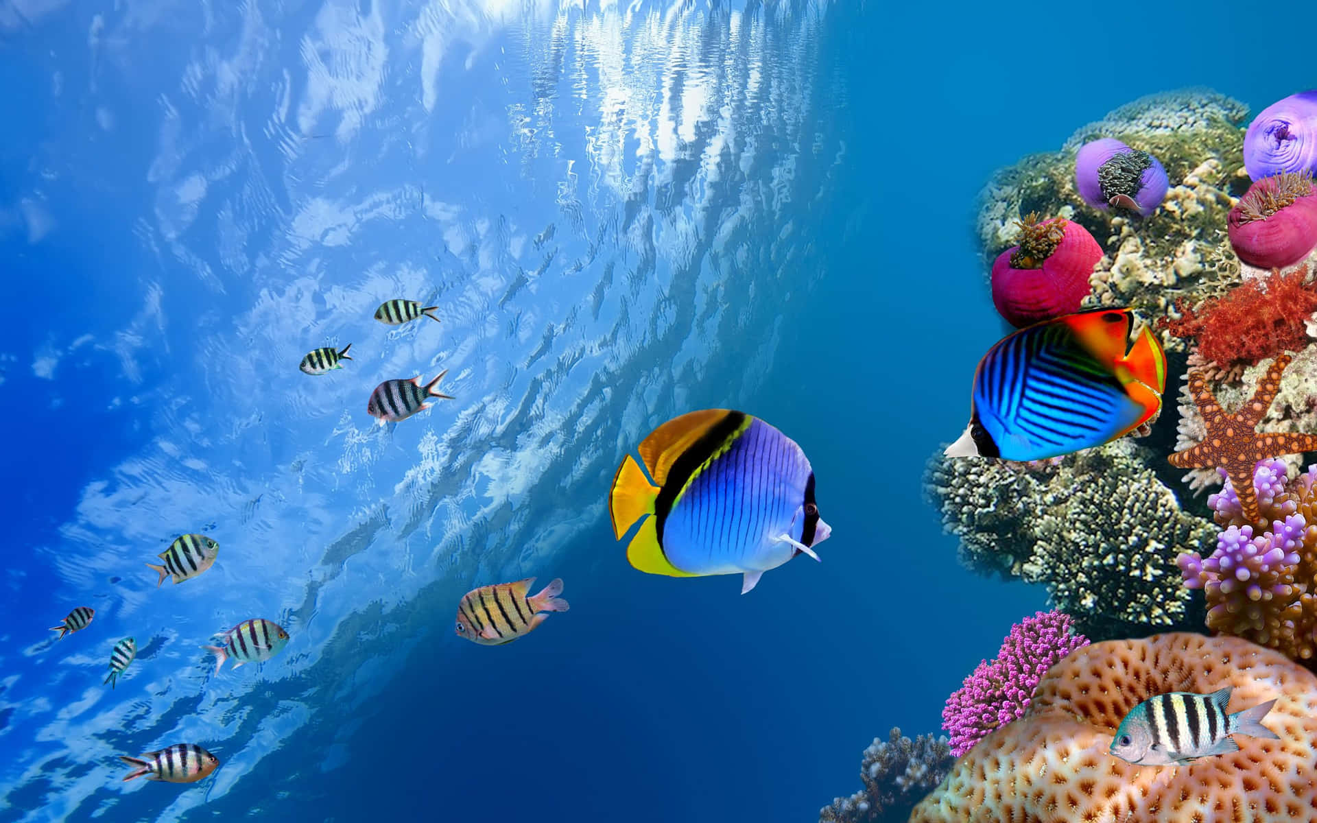 水底色彩繽紛的熱帶魚和珊瑚礁，陽光穿過海浪照射下來。