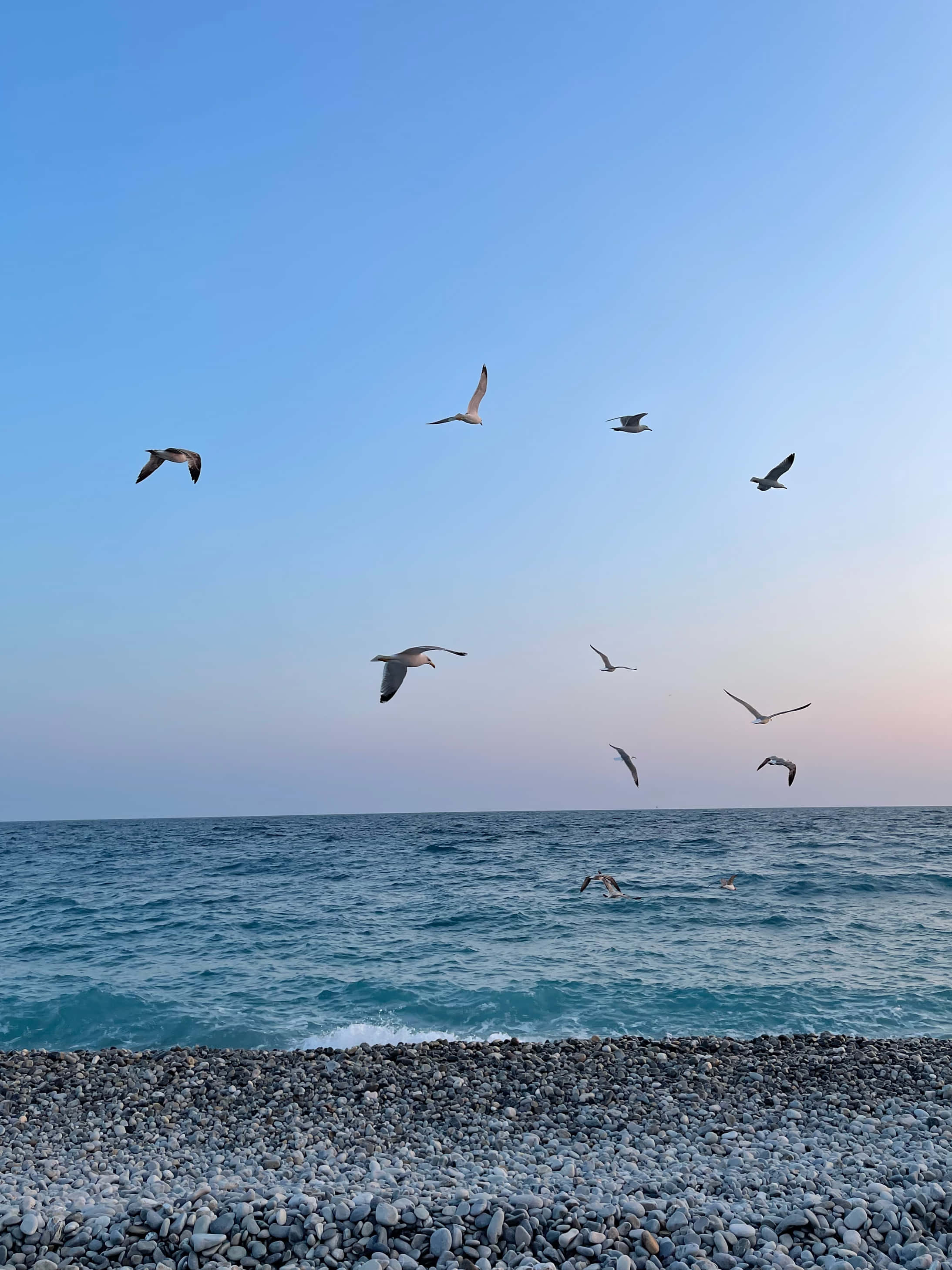 在法國尼斯悠閒度假 壁紙 — 海鷗在卵石灘上優雅地翱翔，海洋在日落時分與漸變色的天空相接。