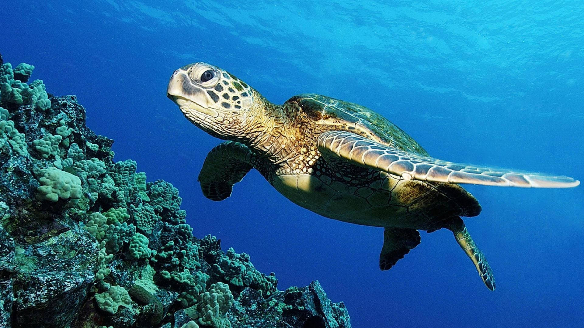 綠海龜在清澈藍色海水中靠近珊瑚礁游泳