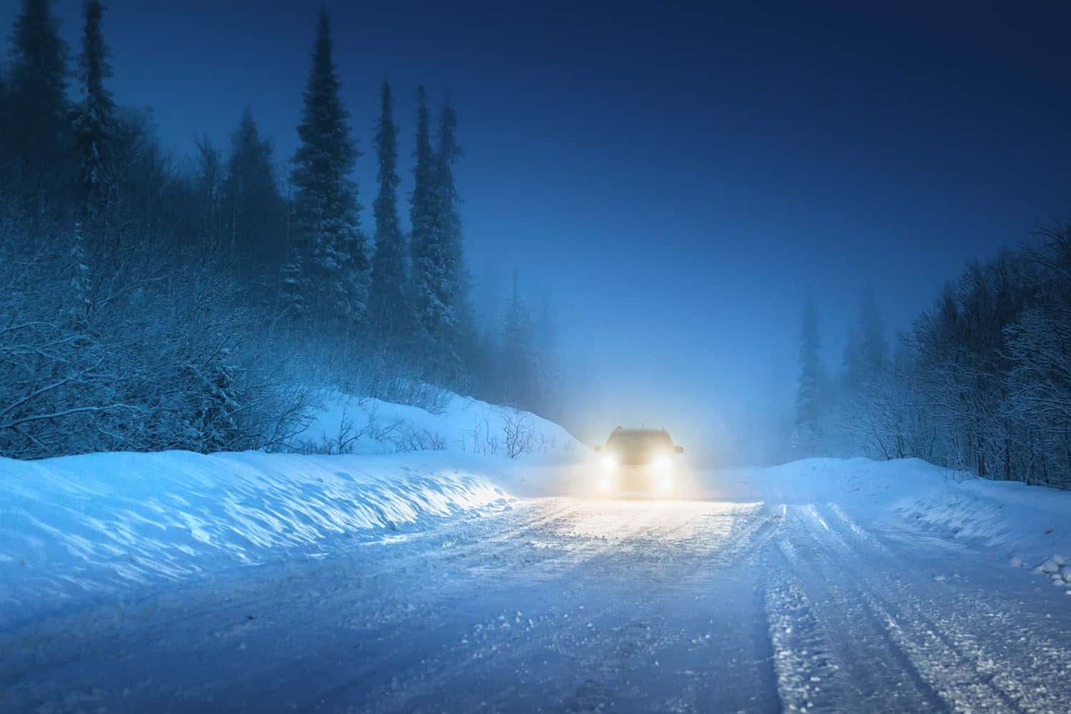 Winter Driving 桌布 壁紙 — 在深藍色夜空下，一輛汽車的車頭燈穿透雪霧，行駛在兩旁滿是積雪松樹的冬季道路上。