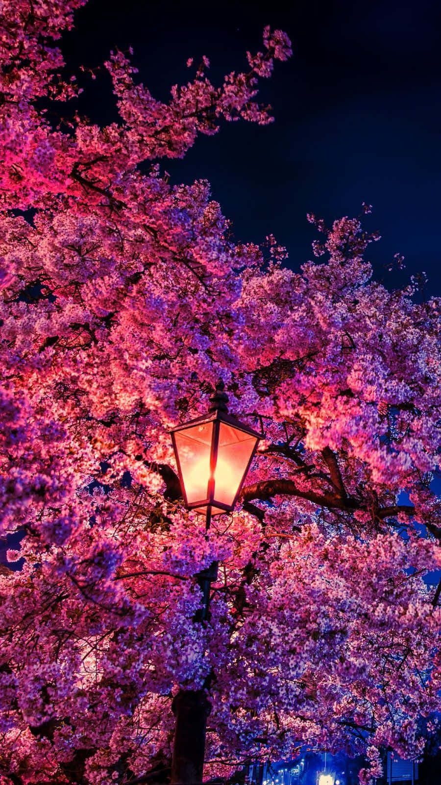 Spring Lights 桌布 壁紙 — 在深邃的夜空下，一盞發光的燈籠懸掛在充滿活力的粉紅色櫻花樹冠下。
