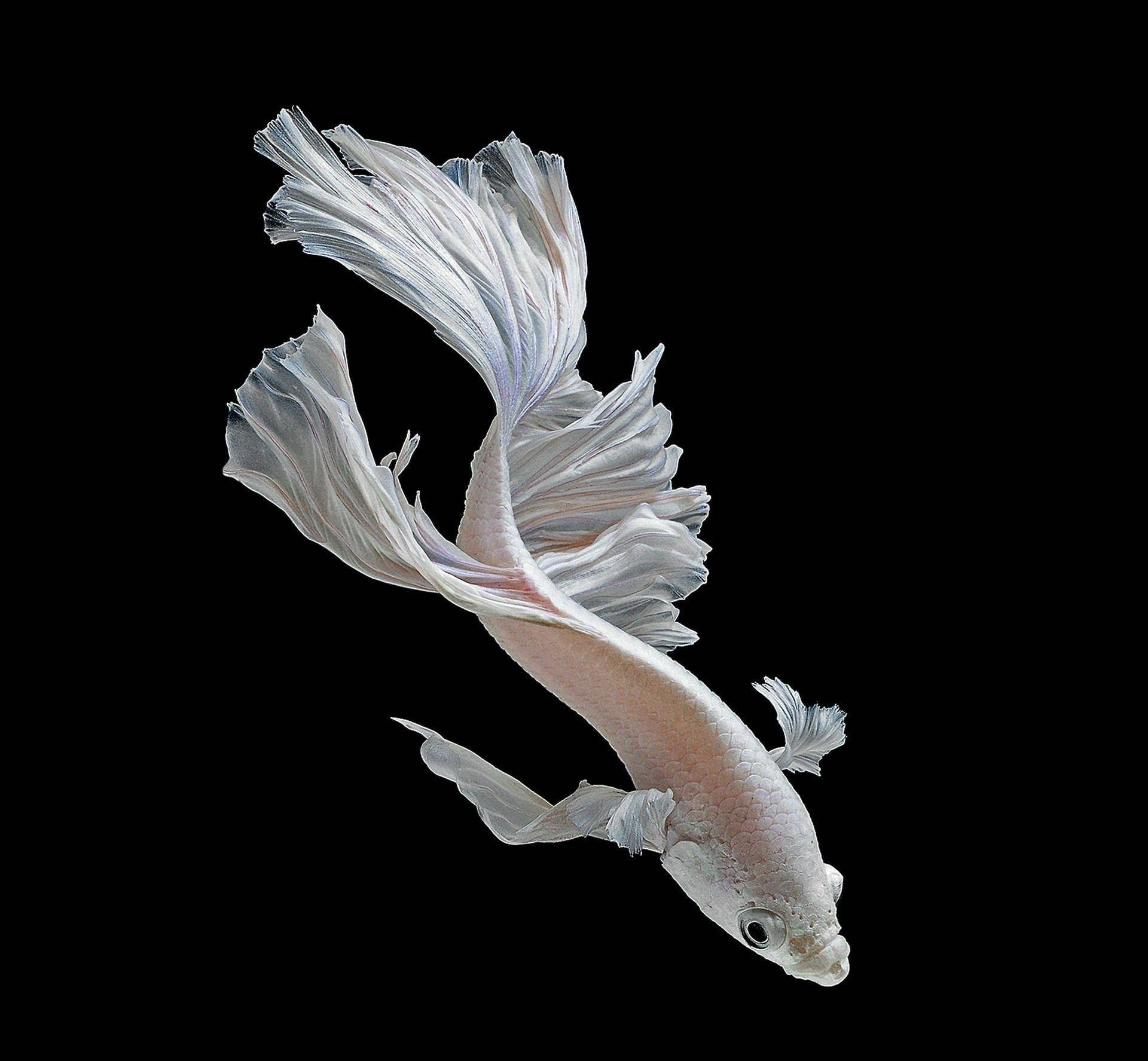 在清澈水中旋轉的優雅白色鬥魚 壁紙 — 一條優雅的白鬥魚，魚鰭飄逸，在純黑背景中滑行。