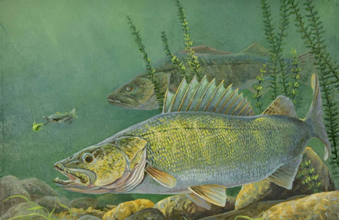 在清澈湖水中悠遊的美麗鱒魚 壁紙 — 一條塗色的碧古魚在岩石和水生植物附近游動，附近有一個魚餌懸掛在渾濁的綠色水中。
