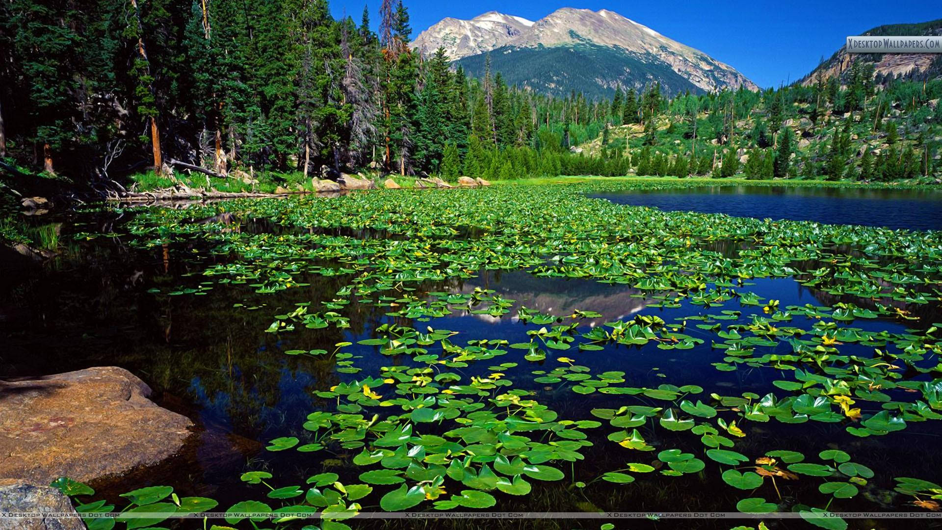 Mountain 桌布 壁紙 — 在清澈的藍天下，一個寧靜的山間湖泊點綴著充滿活力的綠色睡蓮葉和黃色花朵。
