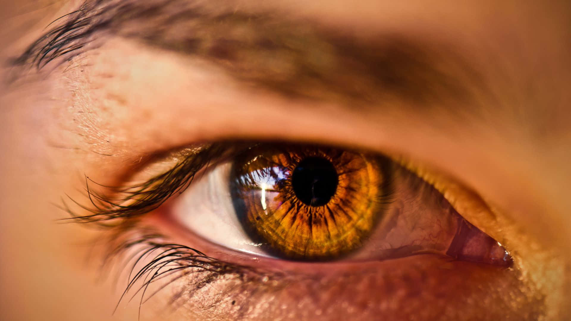 Eye 桌布 壁紙 — 在溫暖燈光下，人類眼睛的超現實特寫，呈現金棕色虹膜和細緻的睫毛。
