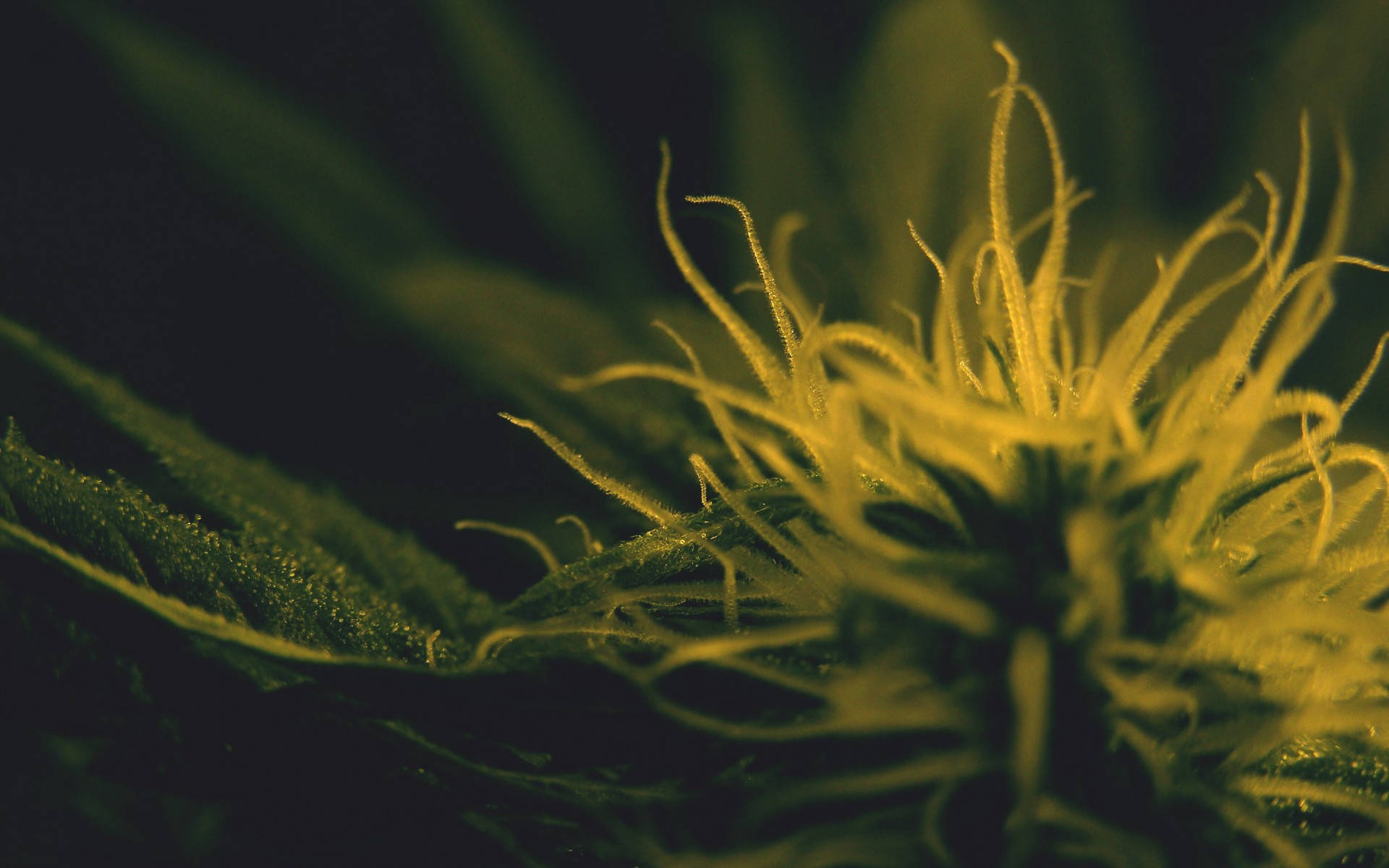 大麻 桌布 壁紙 — 在溫暖燈光下，大麻花蕾帶有金黃色雌蕊，在深綠色葉片襯托下閃閃發光的微距照片。